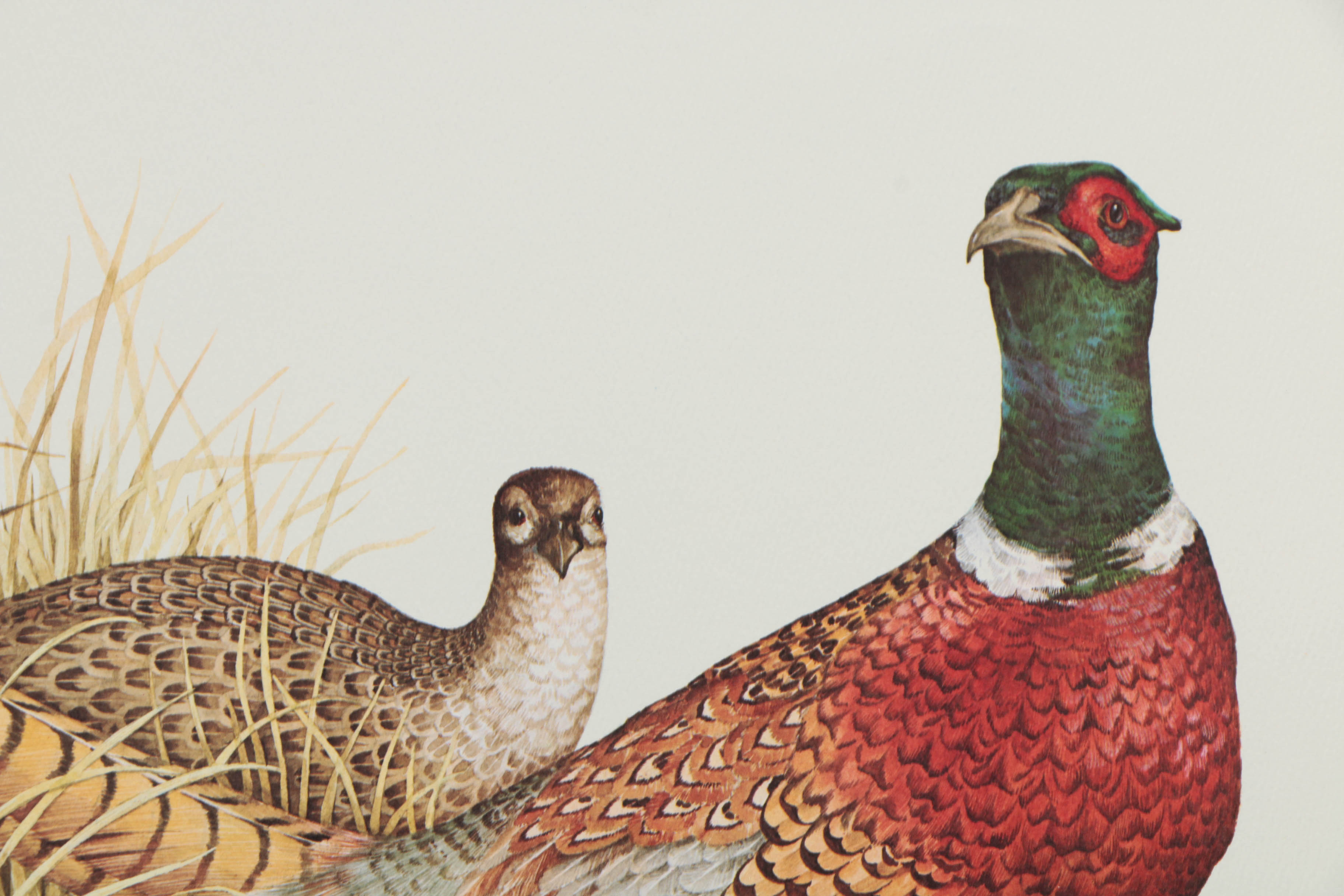 Variety of Offset Lithographs on Paper of Birds