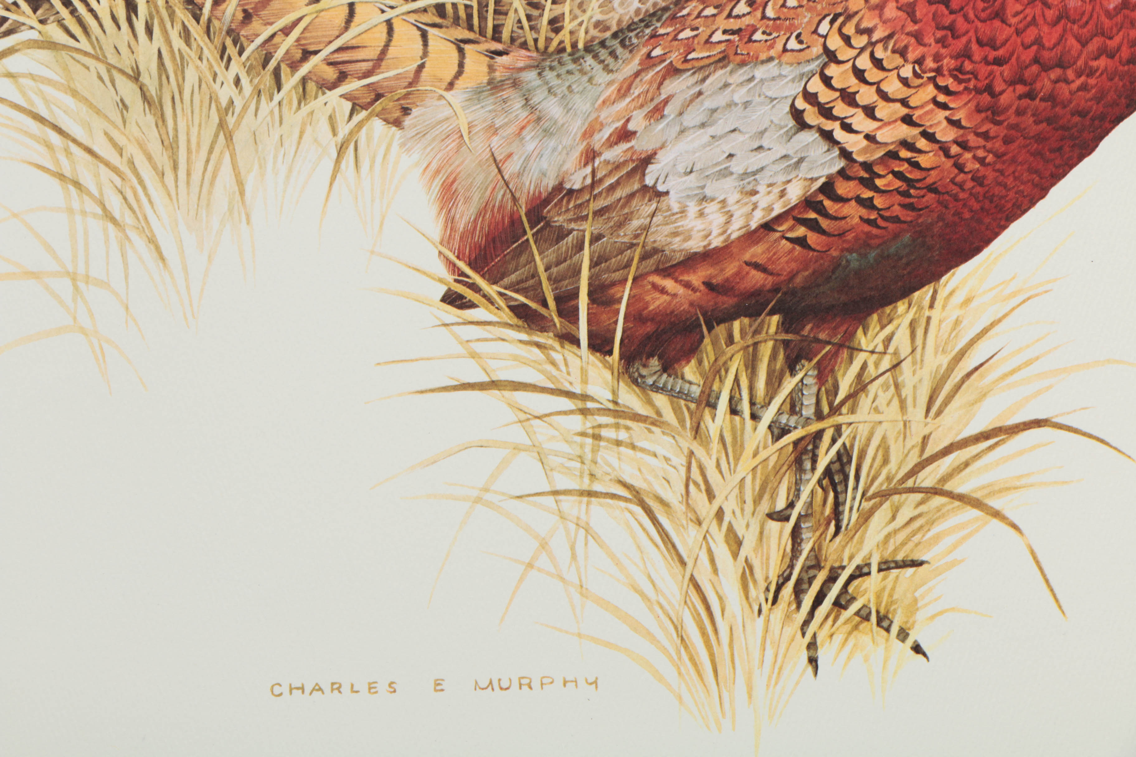 Variety of Offset Lithographs on Paper of Birds