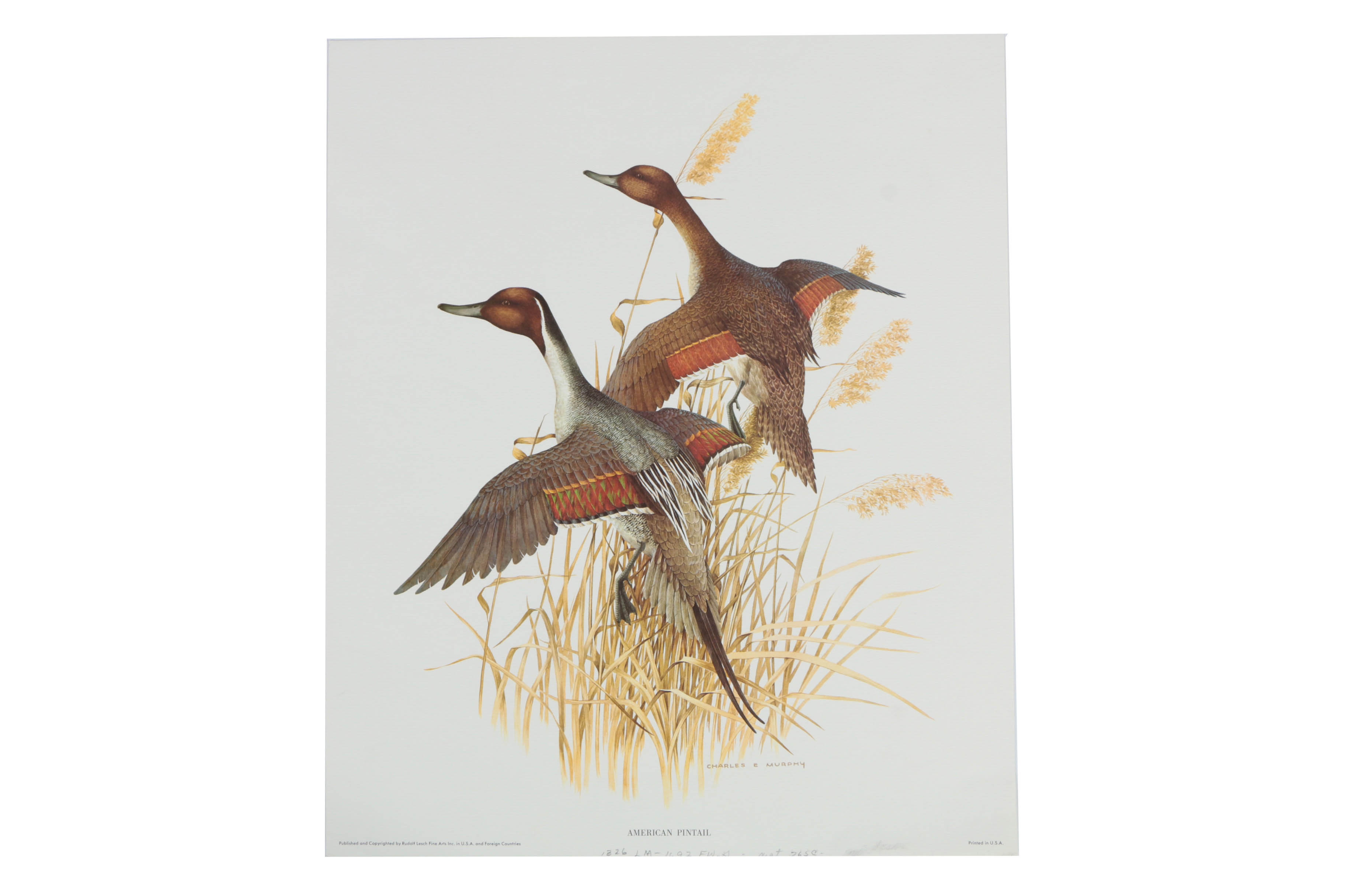 Variety of Offset Lithographs on Paper of Birds