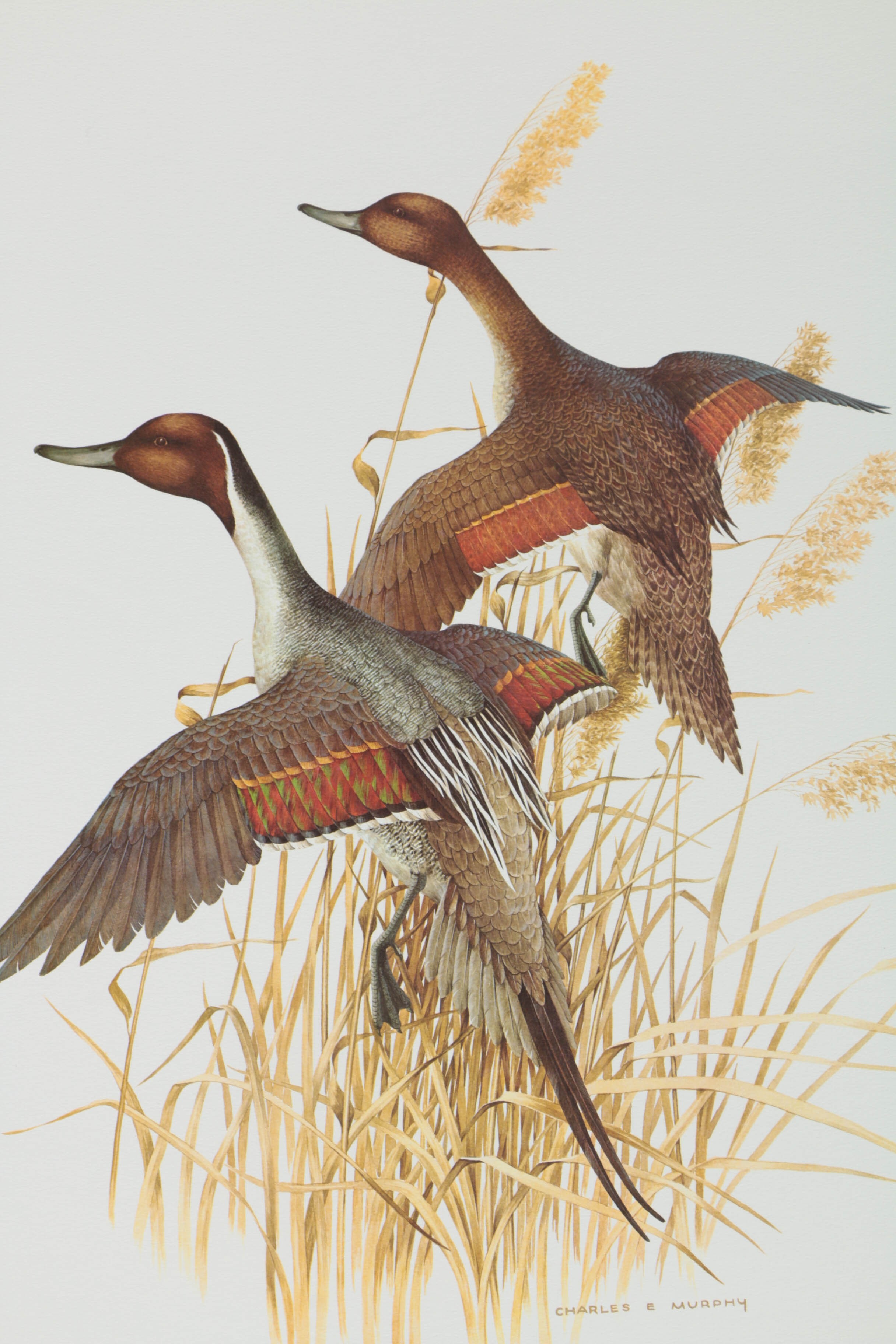 Variety of Offset Lithographs on Paper of Birds