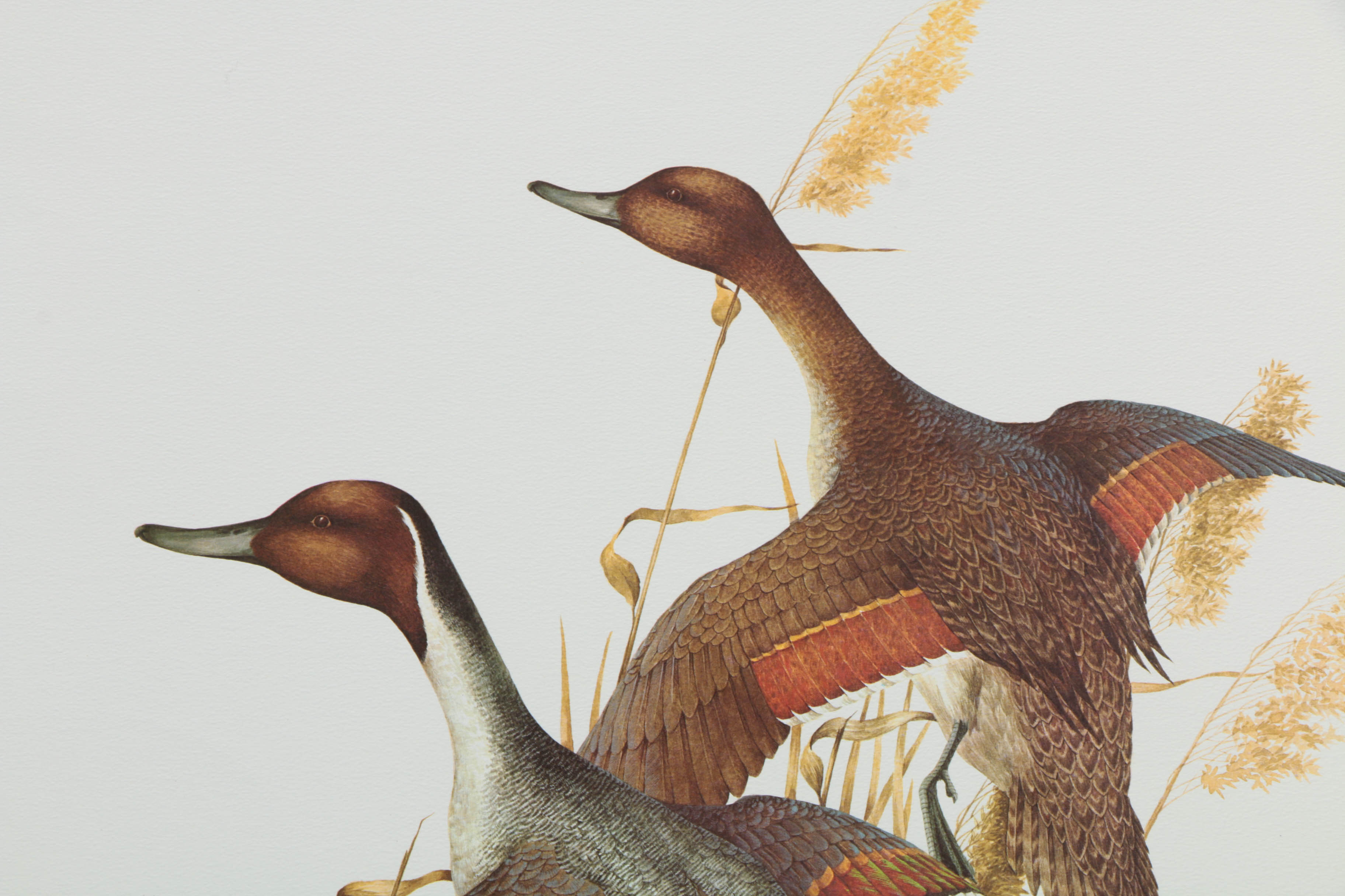 Variety of Offset Lithographs on Paper of Birds