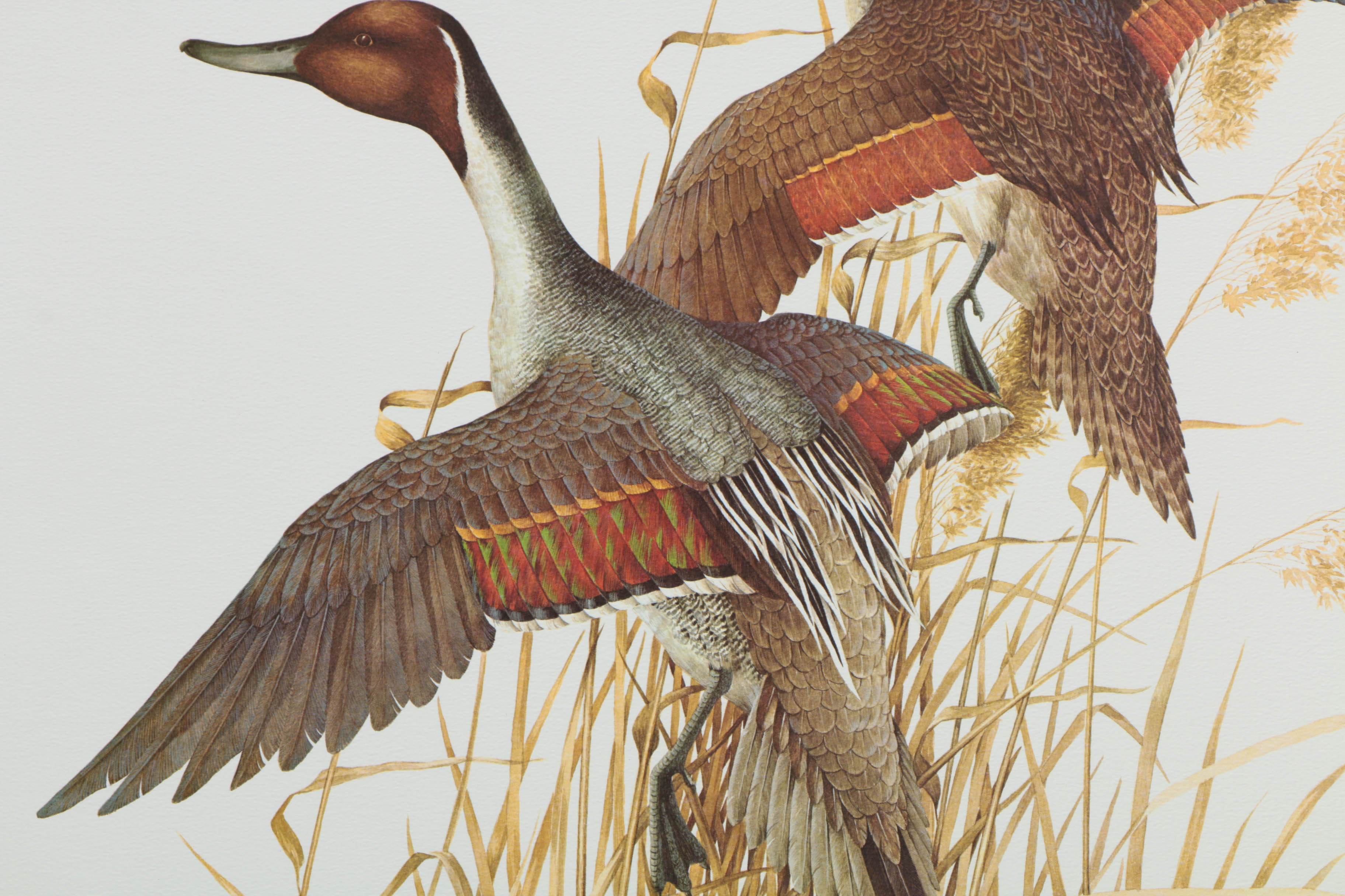 Variety of Offset Lithographs on Paper of Birds