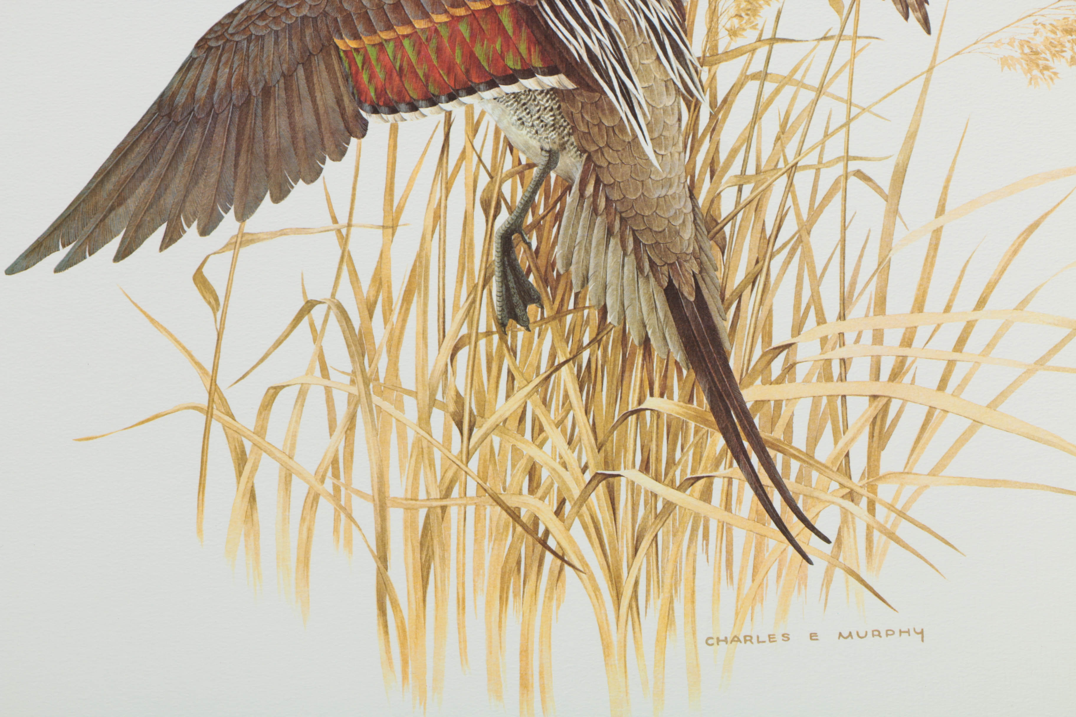 Variety of Offset Lithographs on Paper of Birds