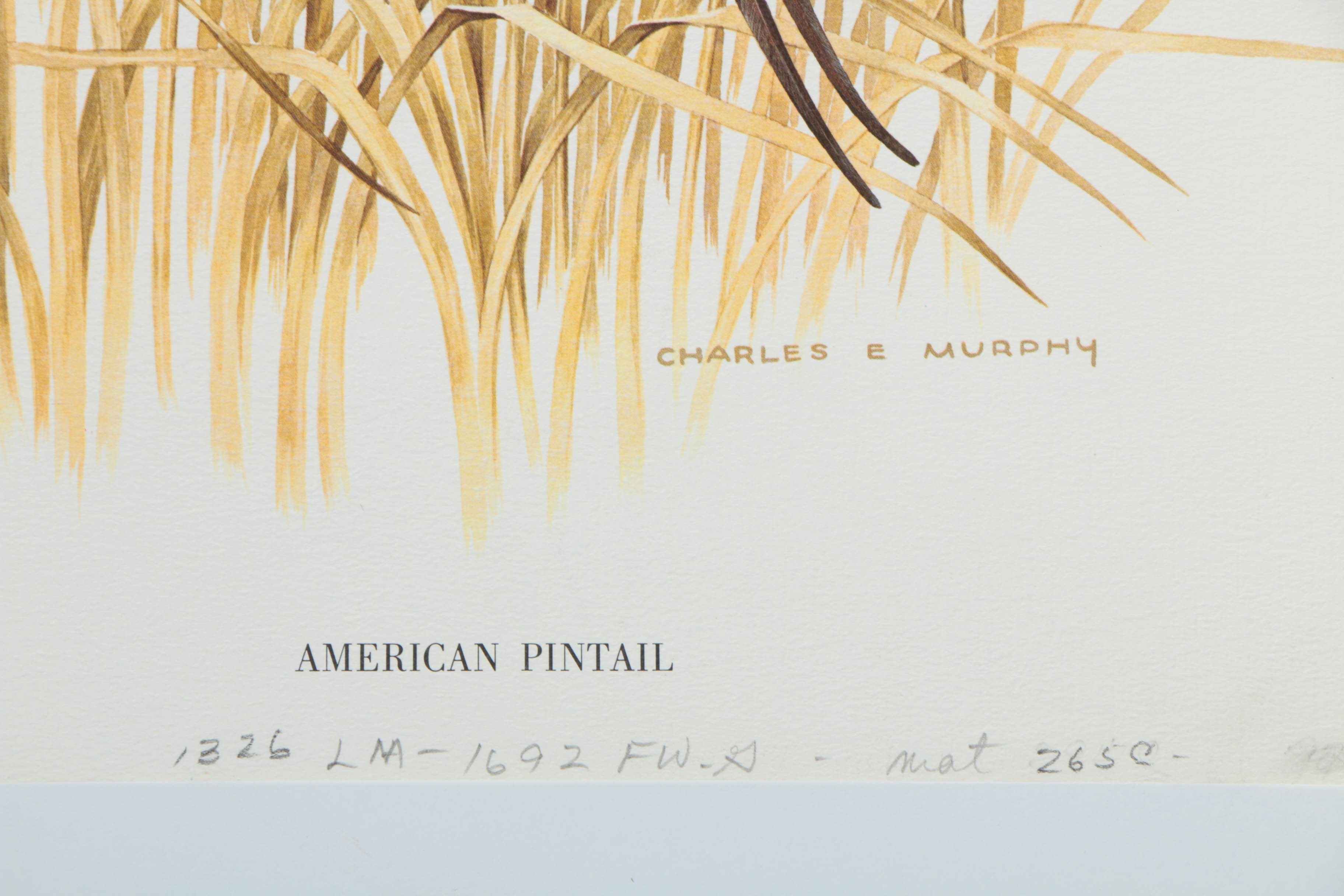 Variety of Offset Lithographs on Paper of Birds