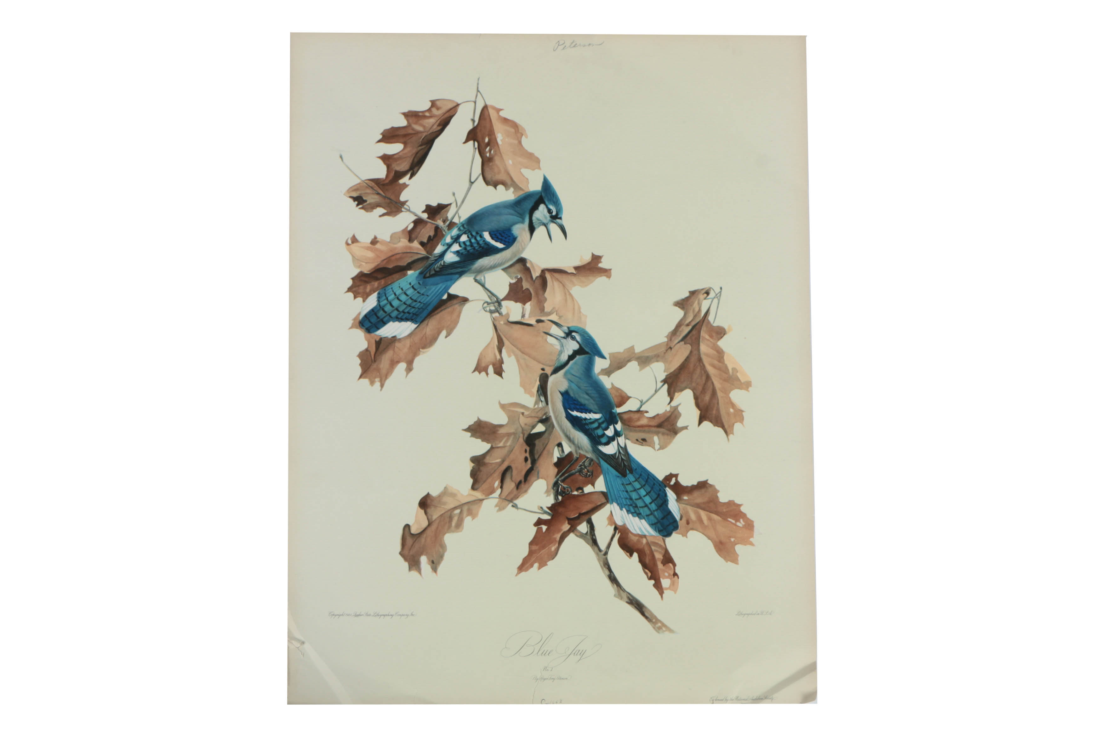 Variety of Offset Lithographs on Paper of Birds