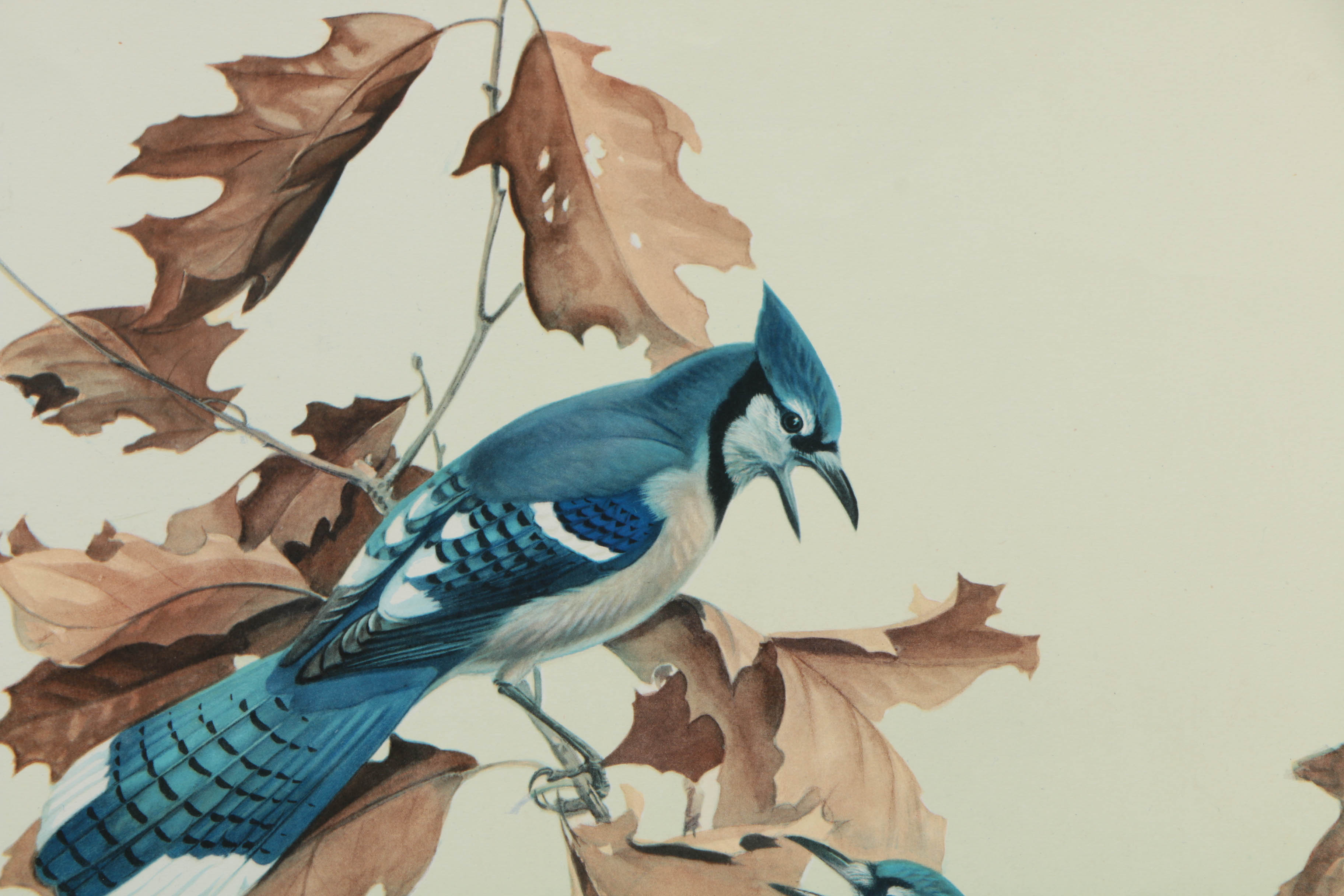 Variety of Offset Lithographs on Paper of Birds