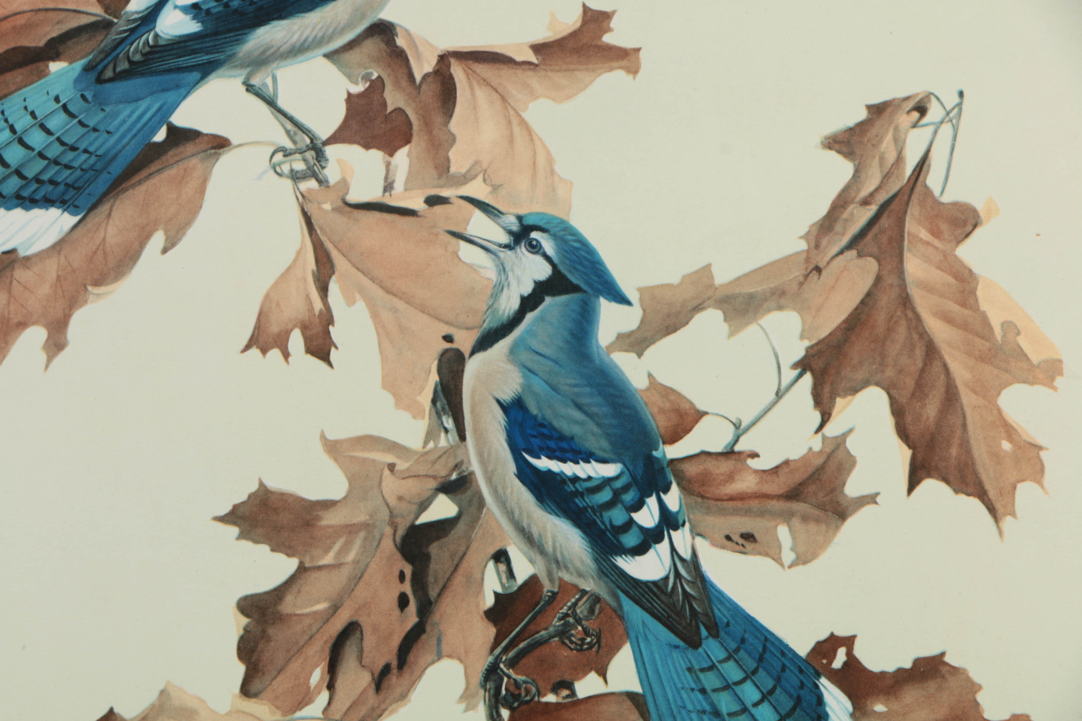 Variety of Offset Lithographs on Paper of Birds