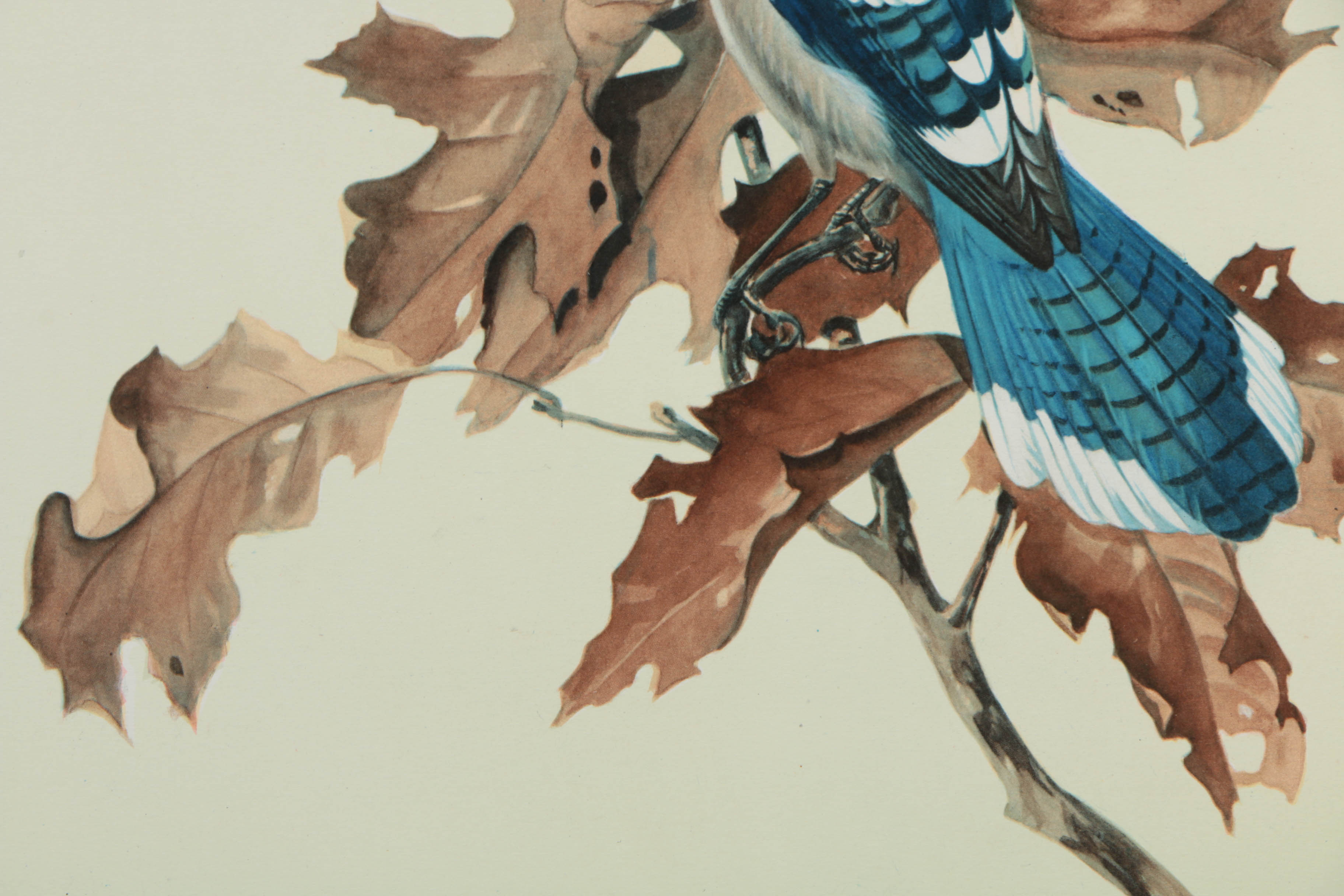 Variety of Offset Lithographs on Paper of Birds