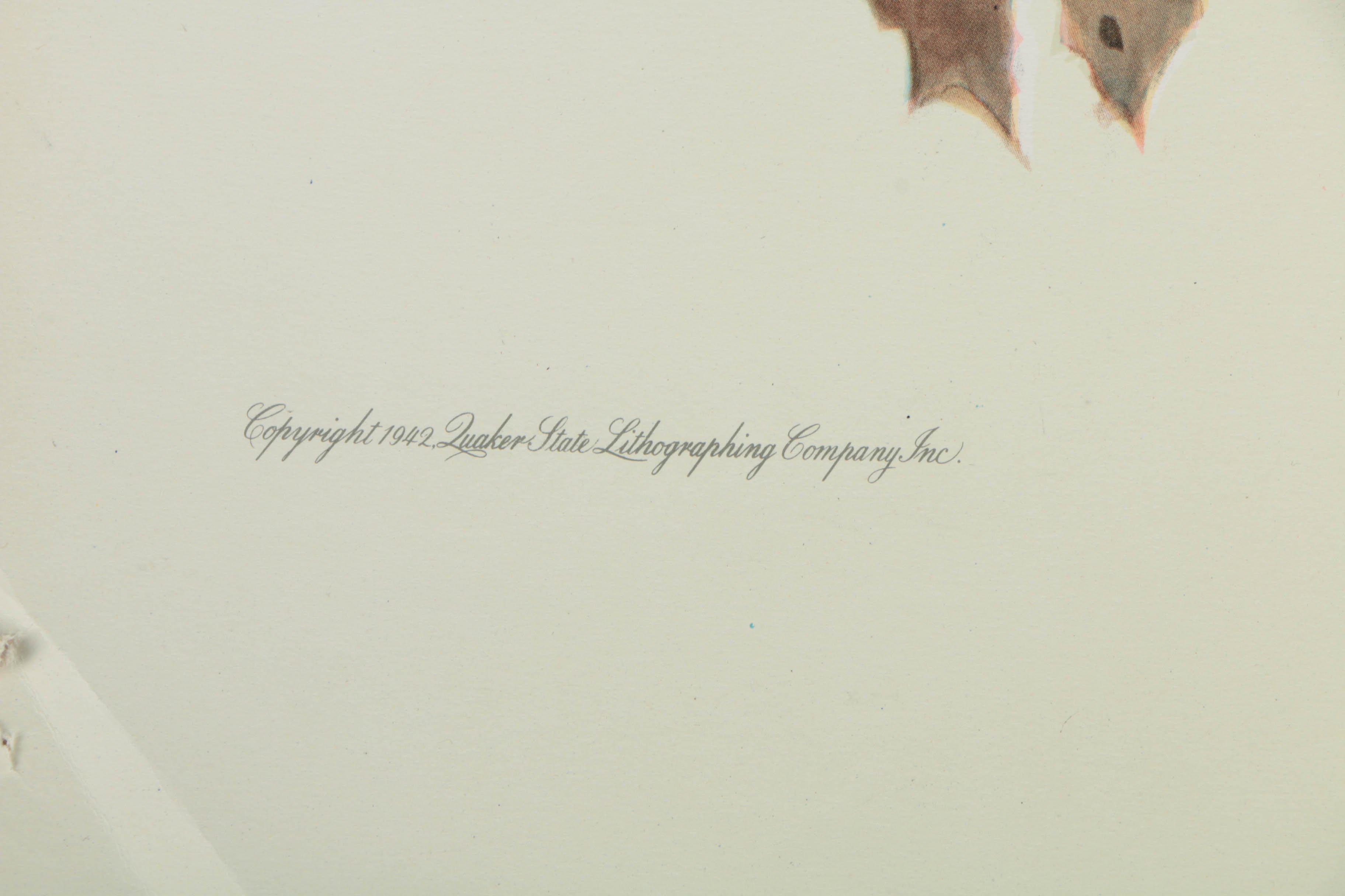 Variety of Offset Lithographs on Paper of Birds