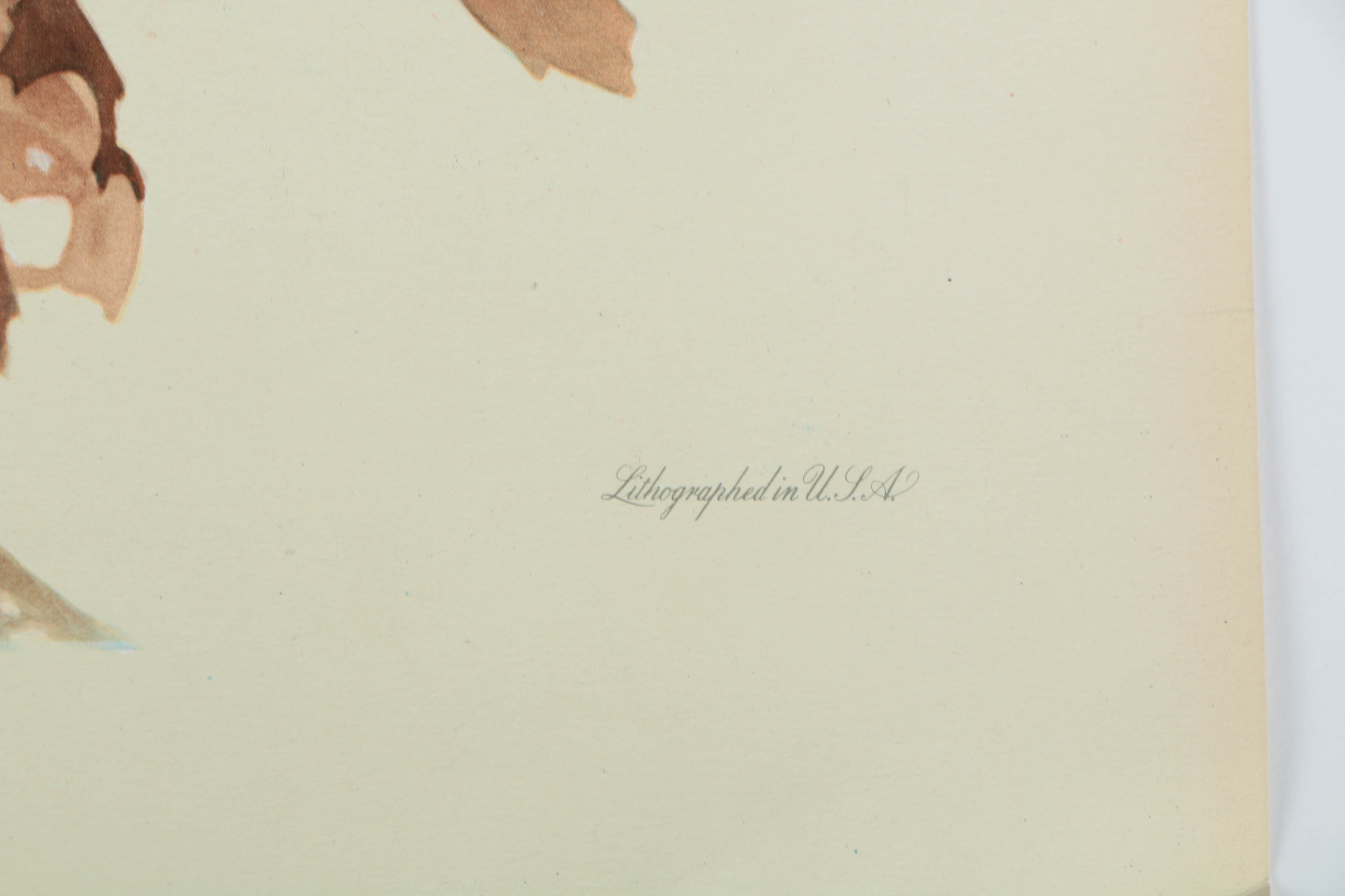 Variety of Offset Lithographs on Paper of Birds