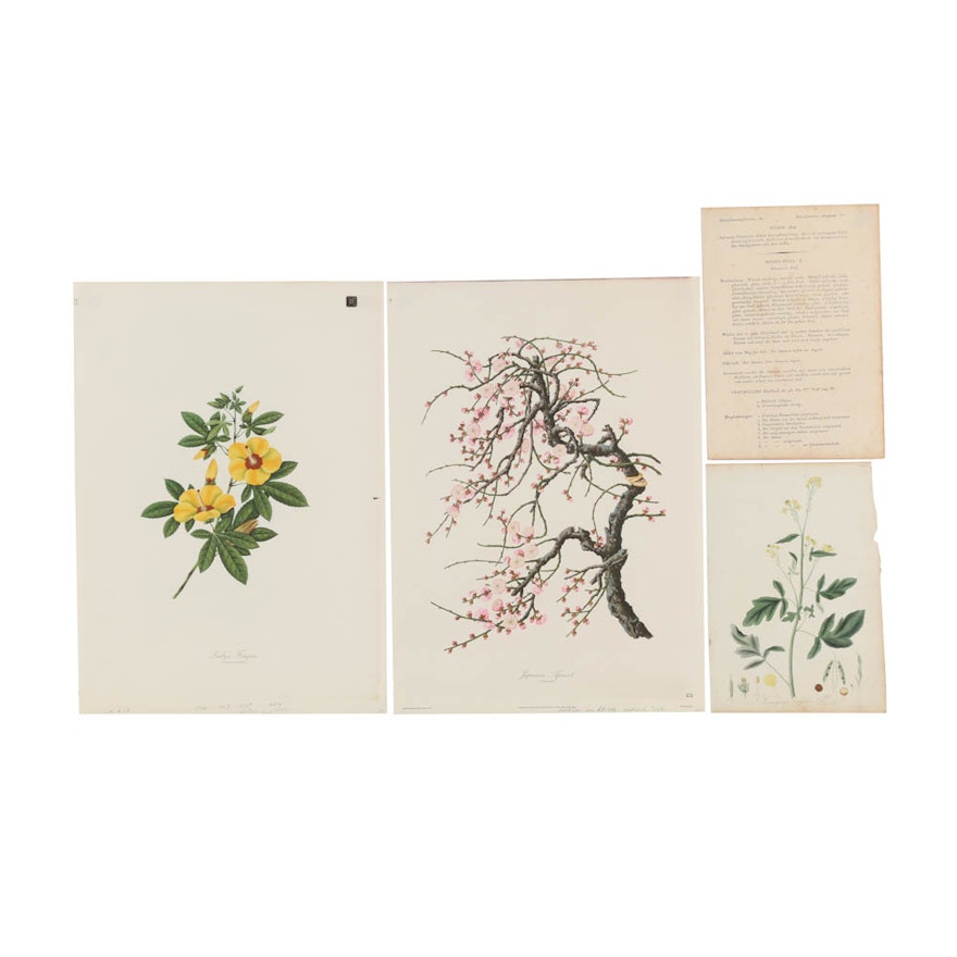 Collection of Botanical Prints on Paper