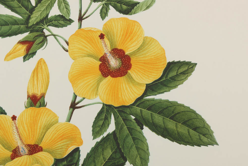 Collection of Botanical Prints on Paper