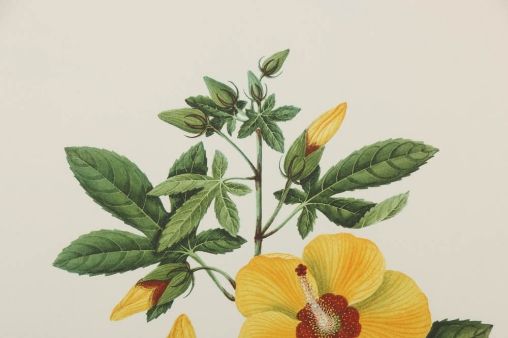 Collection of Botanical Prints on Paper