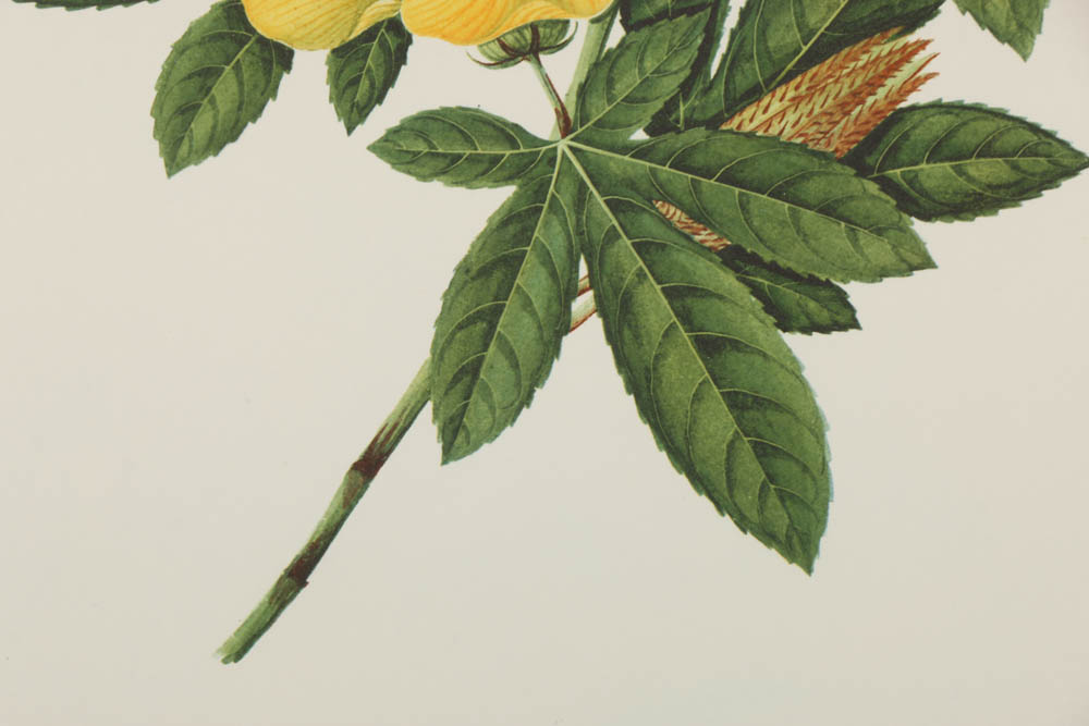 Collection of Botanical Prints on Paper