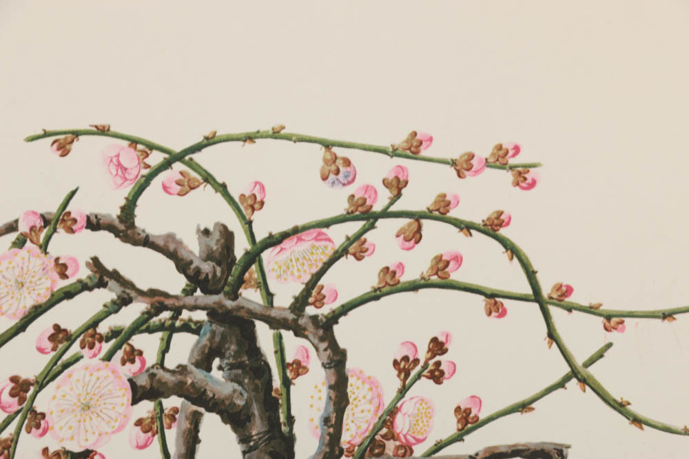 Collection of Botanical Prints on Paper