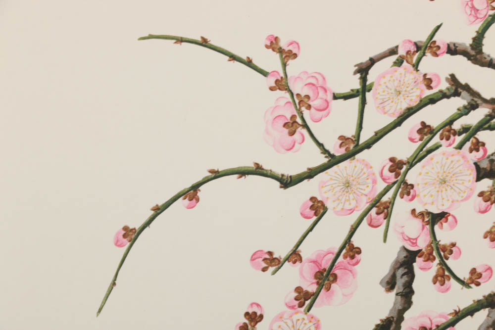 Collection of Botanical Prints on Paper