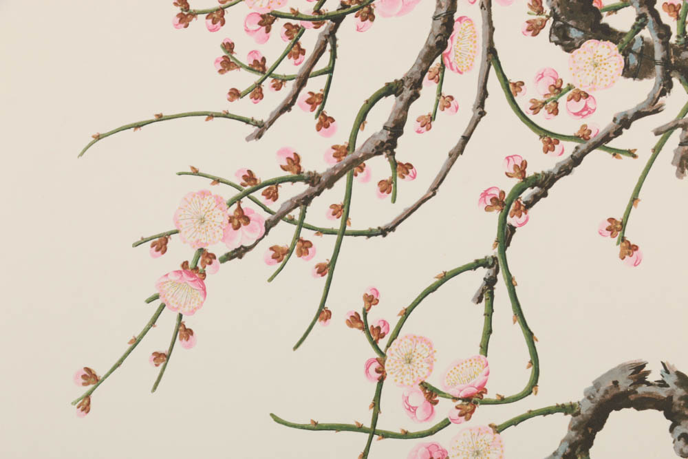 Collection of Botanical Prints on Paper