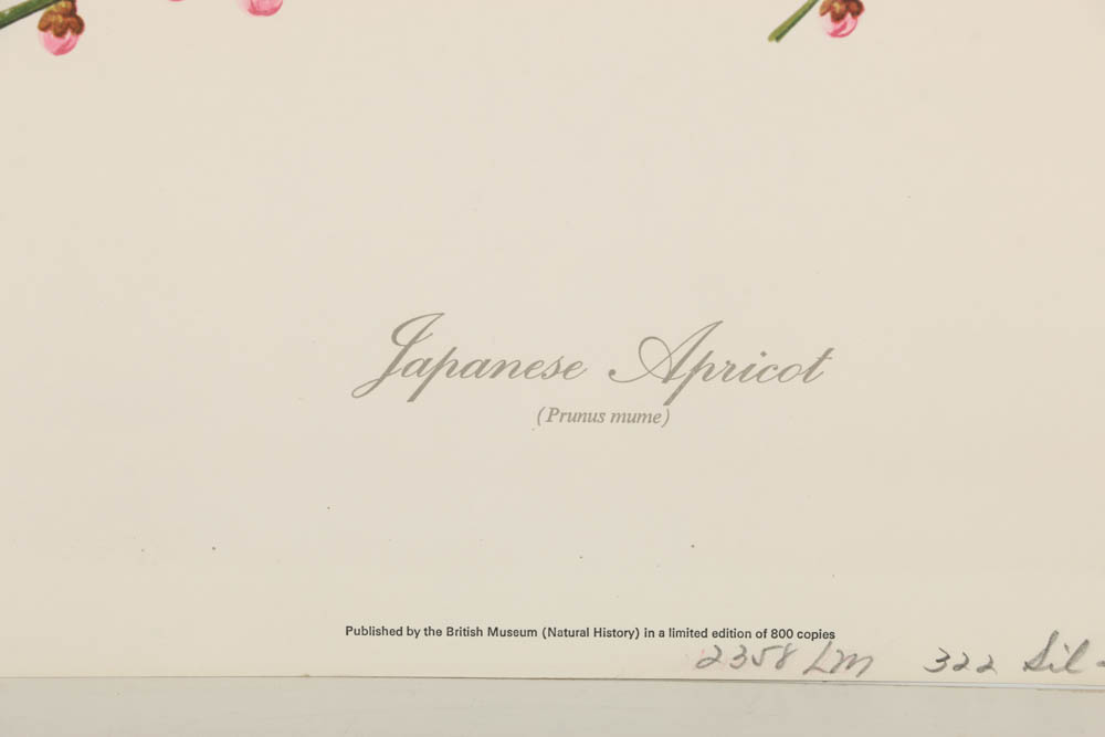 Collection of Botanical Prints on Paper