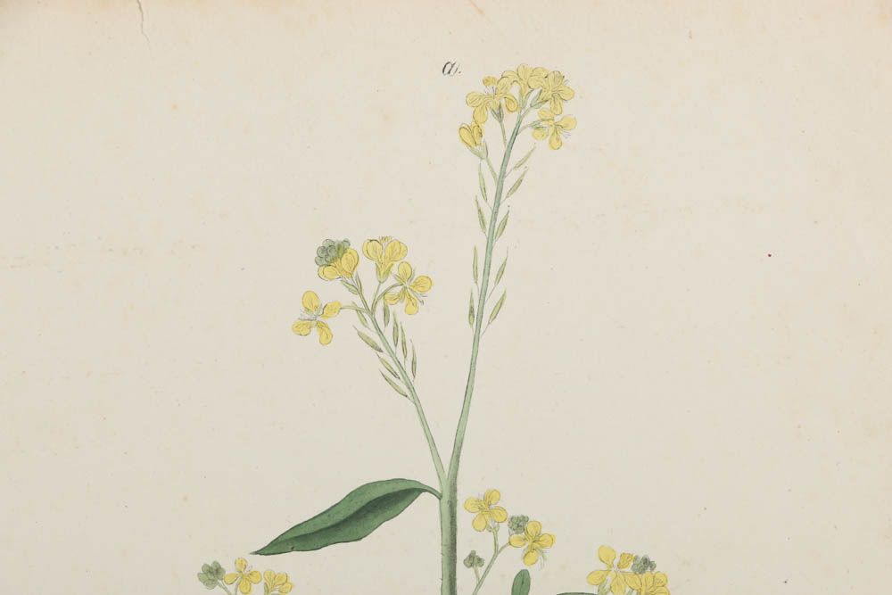 Collection of Botanical Prints on Paper