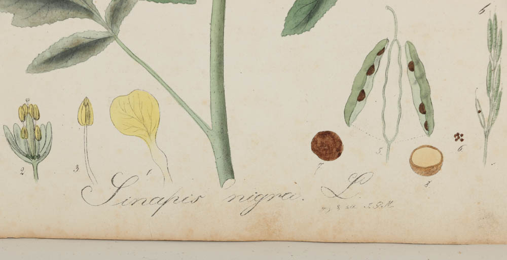 Collection of Botanical Prints on Paper