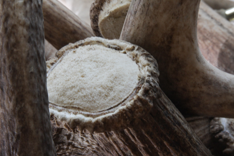 Antler Themed Chandelier