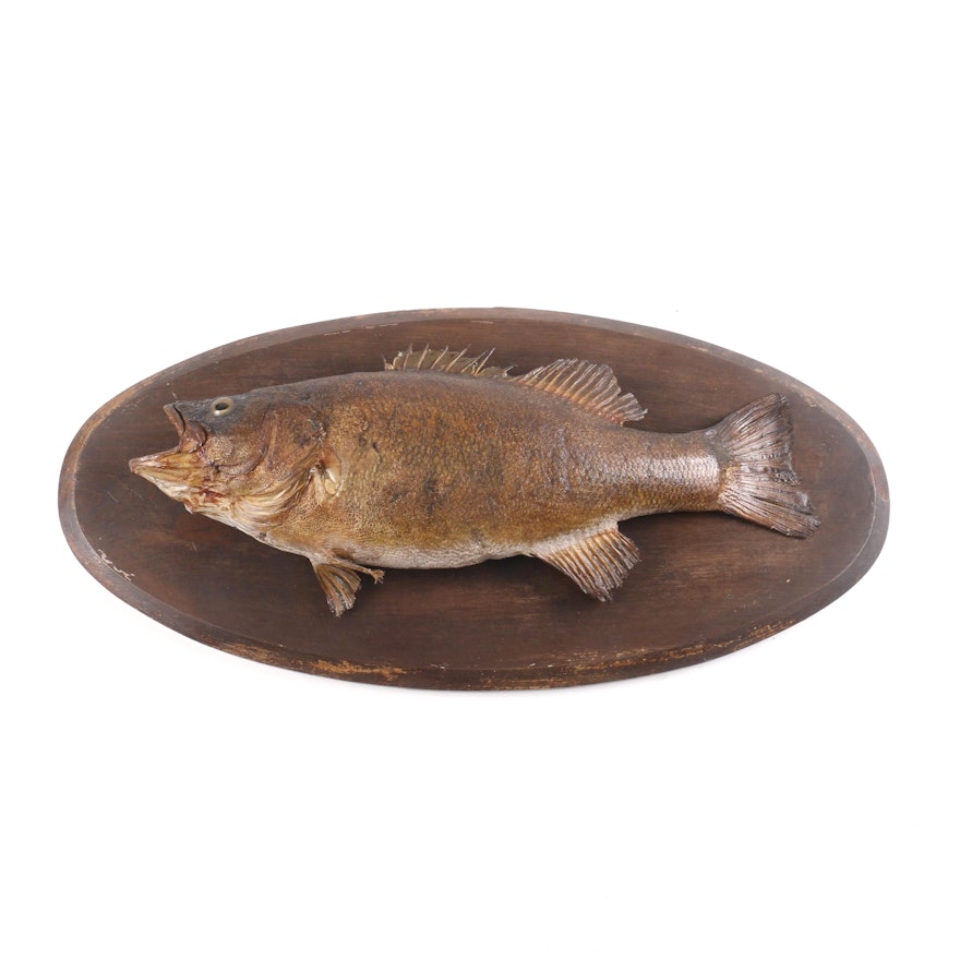 Mounted Small Mouth Bass Movie Prop