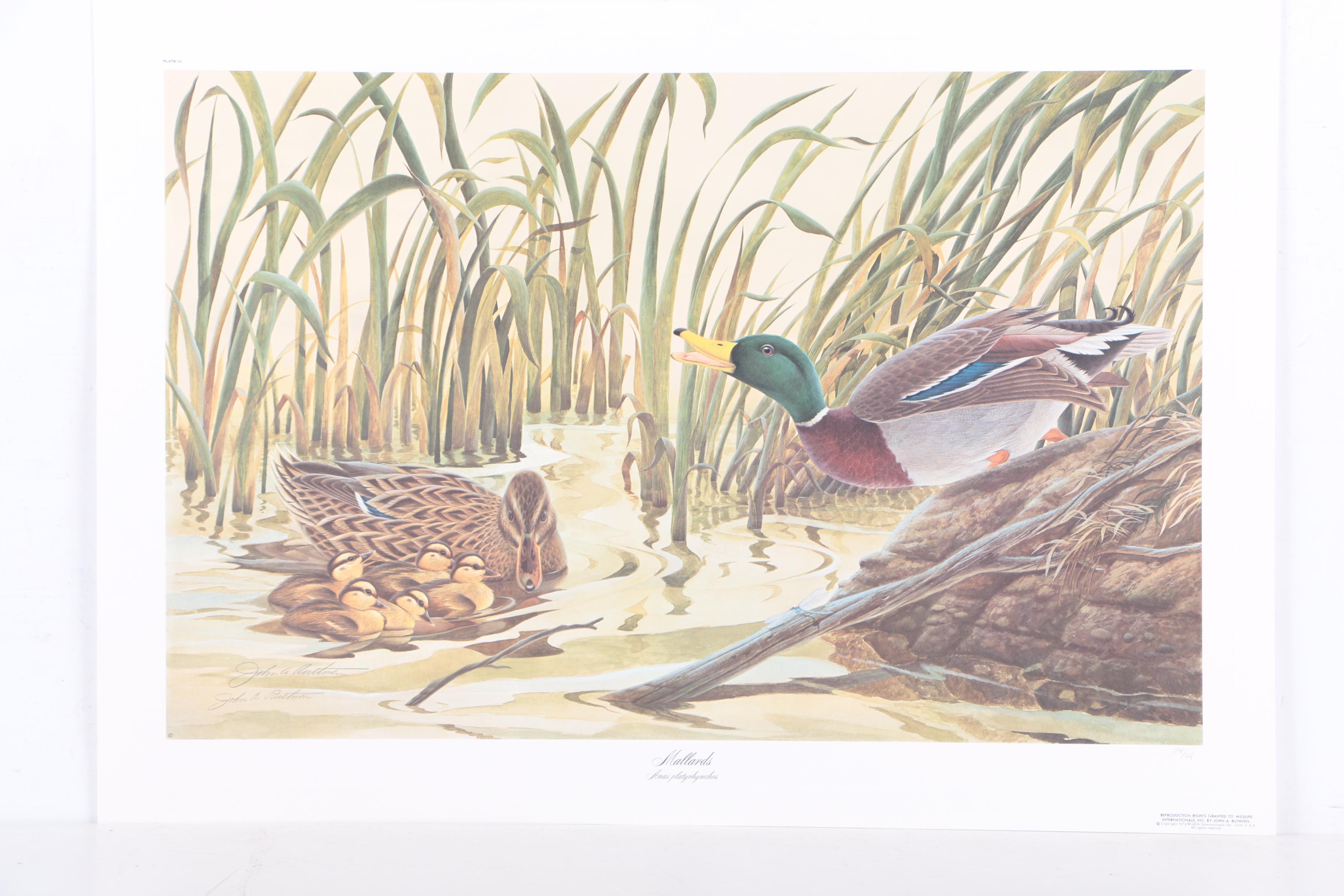 John Ruthven Limited Edition 53/99 Offset Lithographs "Mallards" & "Wood Ducks"