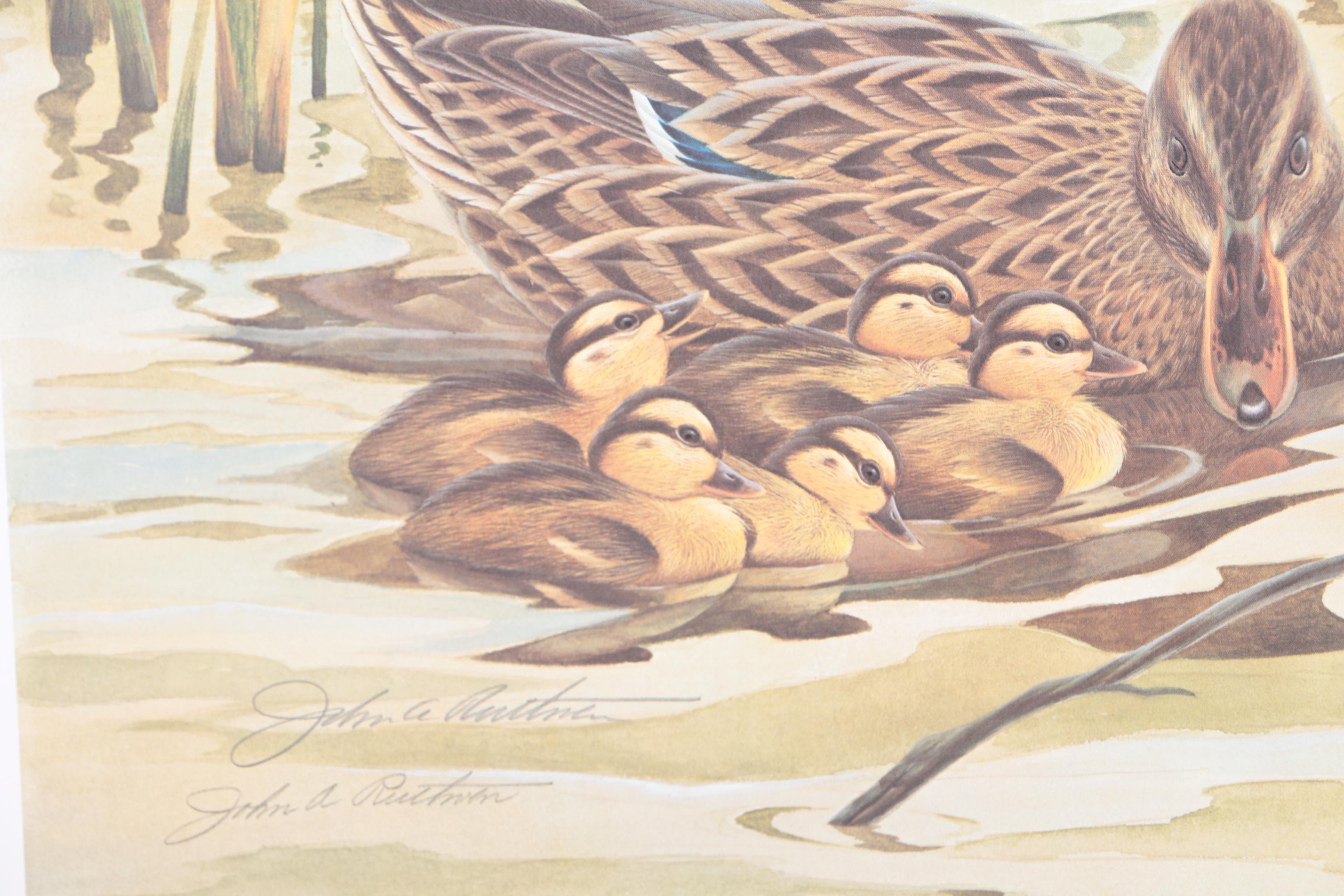 John Ruthven Limited Edition 53/99 Offset Lithographs "Mallards" & "Wood Ducks"