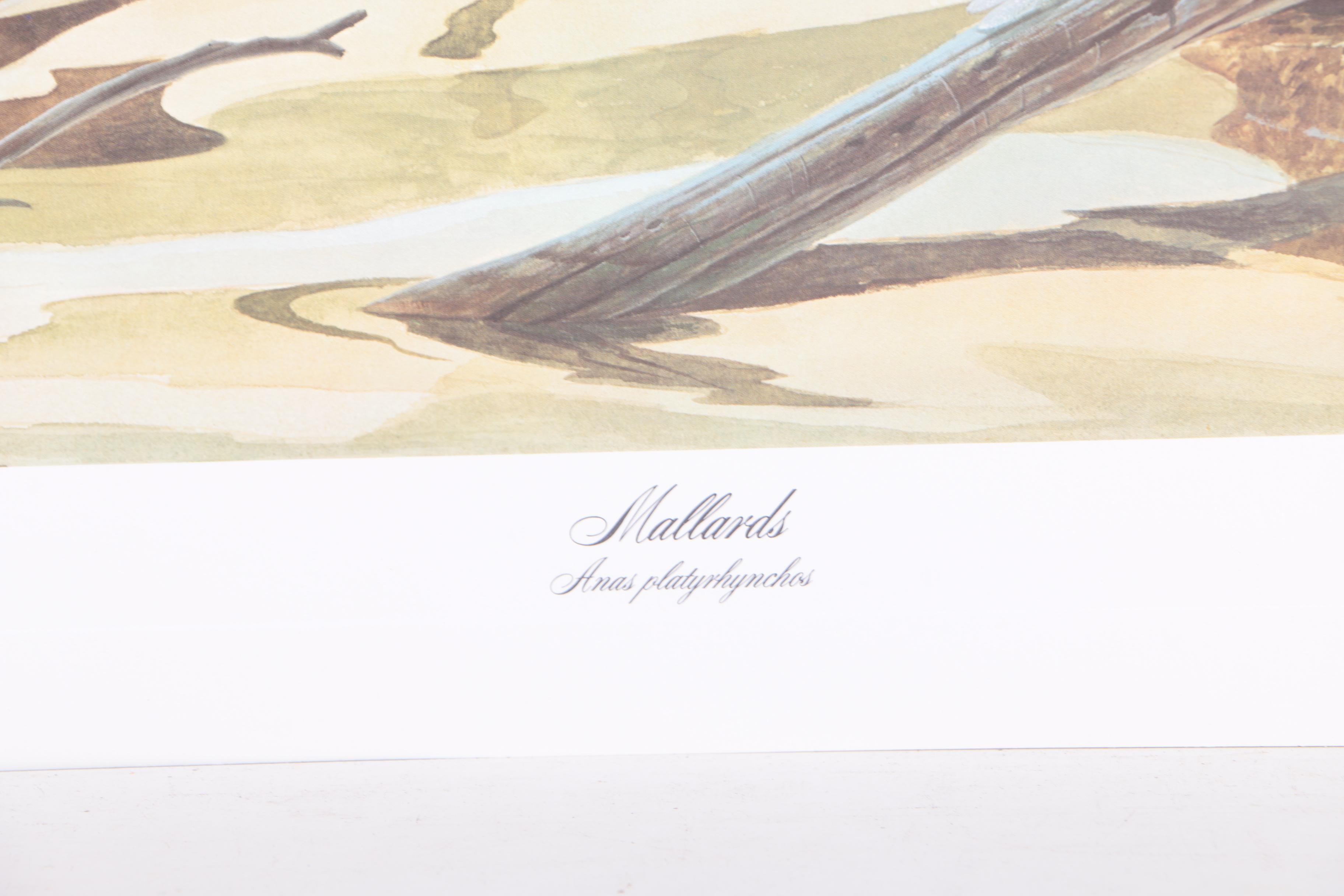 John Ruthven Limited Edition 53/99 Offset Lithographs "Mallards" & "Wood Ducks"