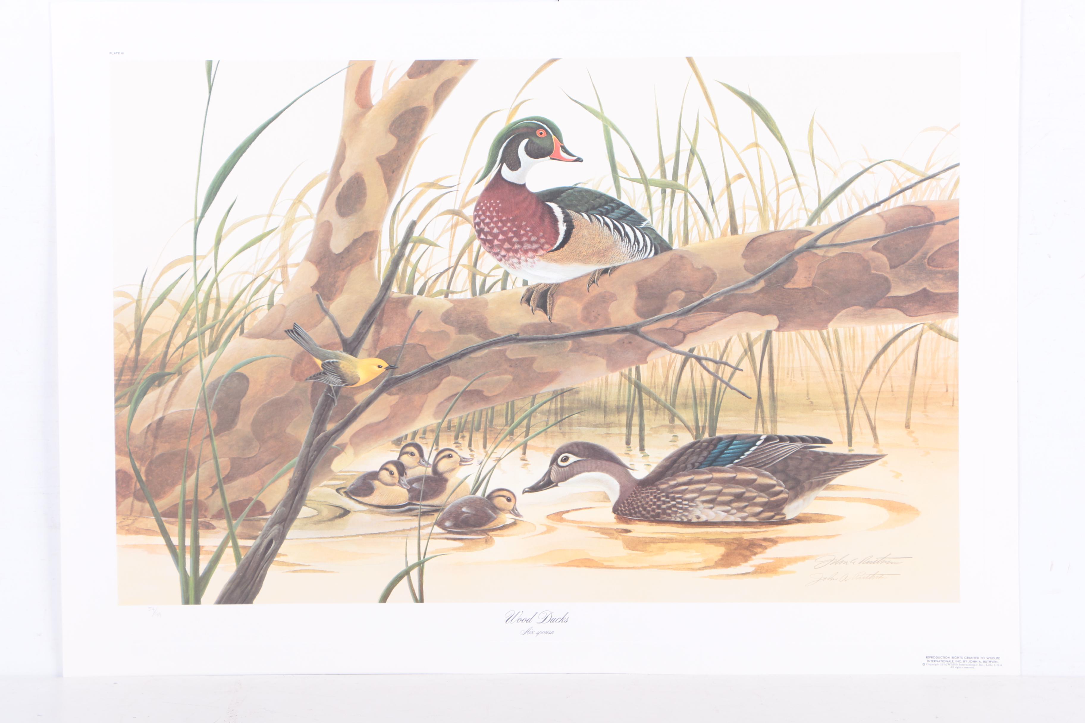 John Ruthven Limited Edition 53/99 Offset Lithographs "Mallards" & "Wood Ducks"