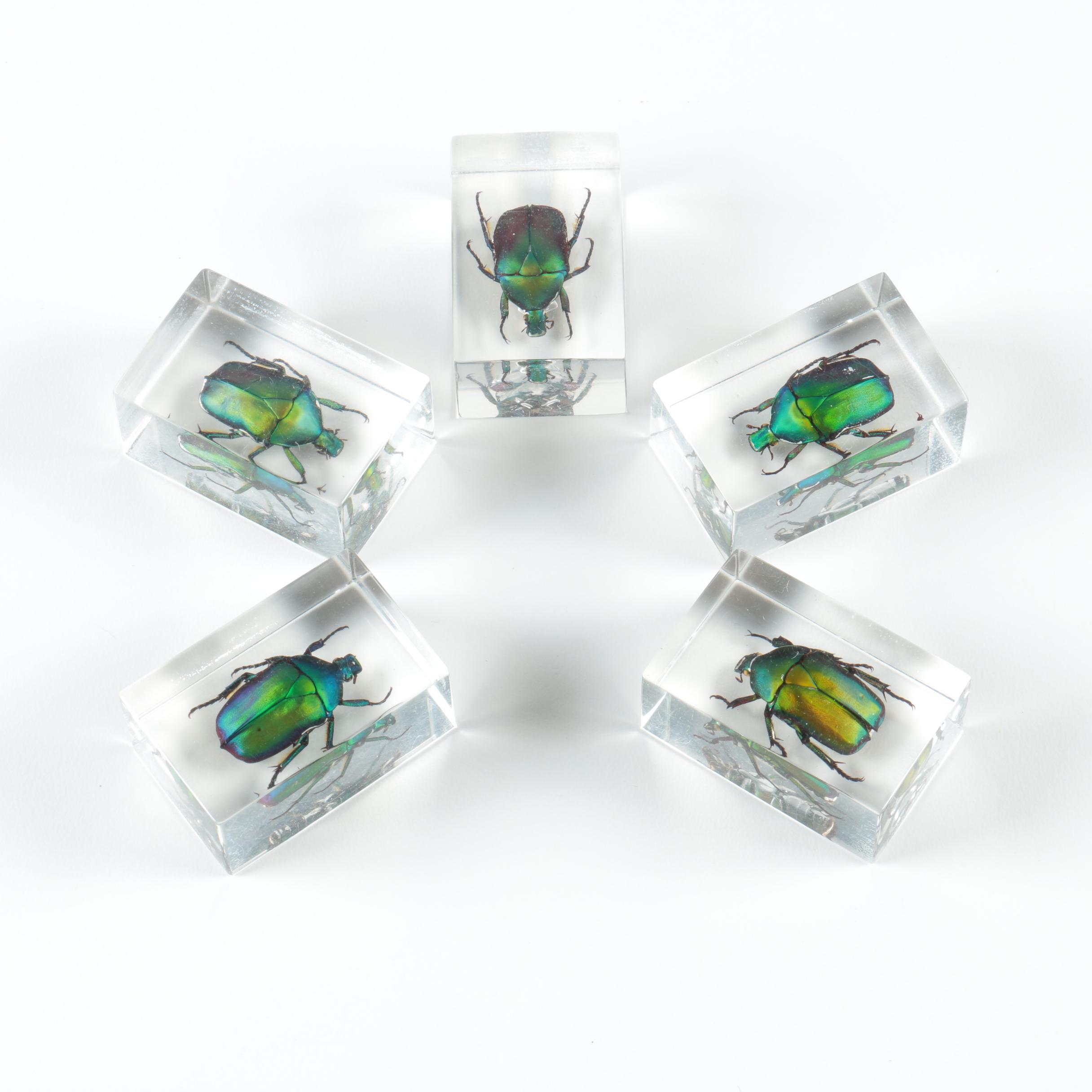 Instant Insect Collection in Resin