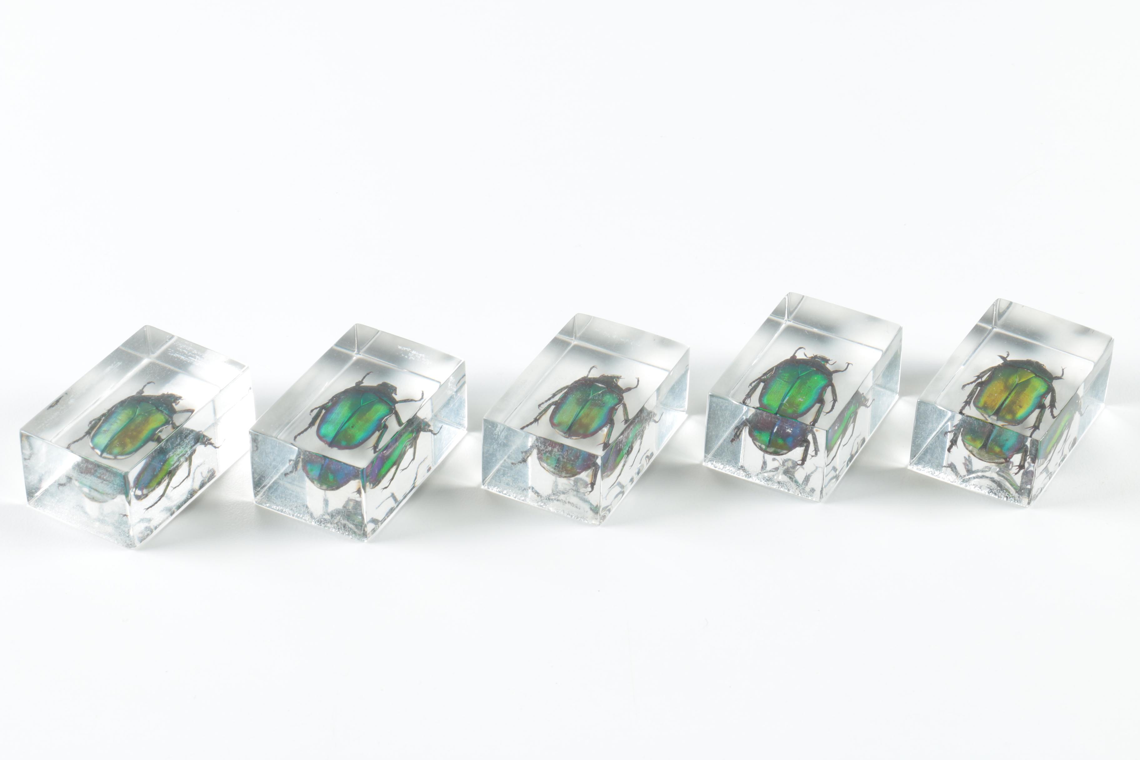 Instant Insect Collection in Resin