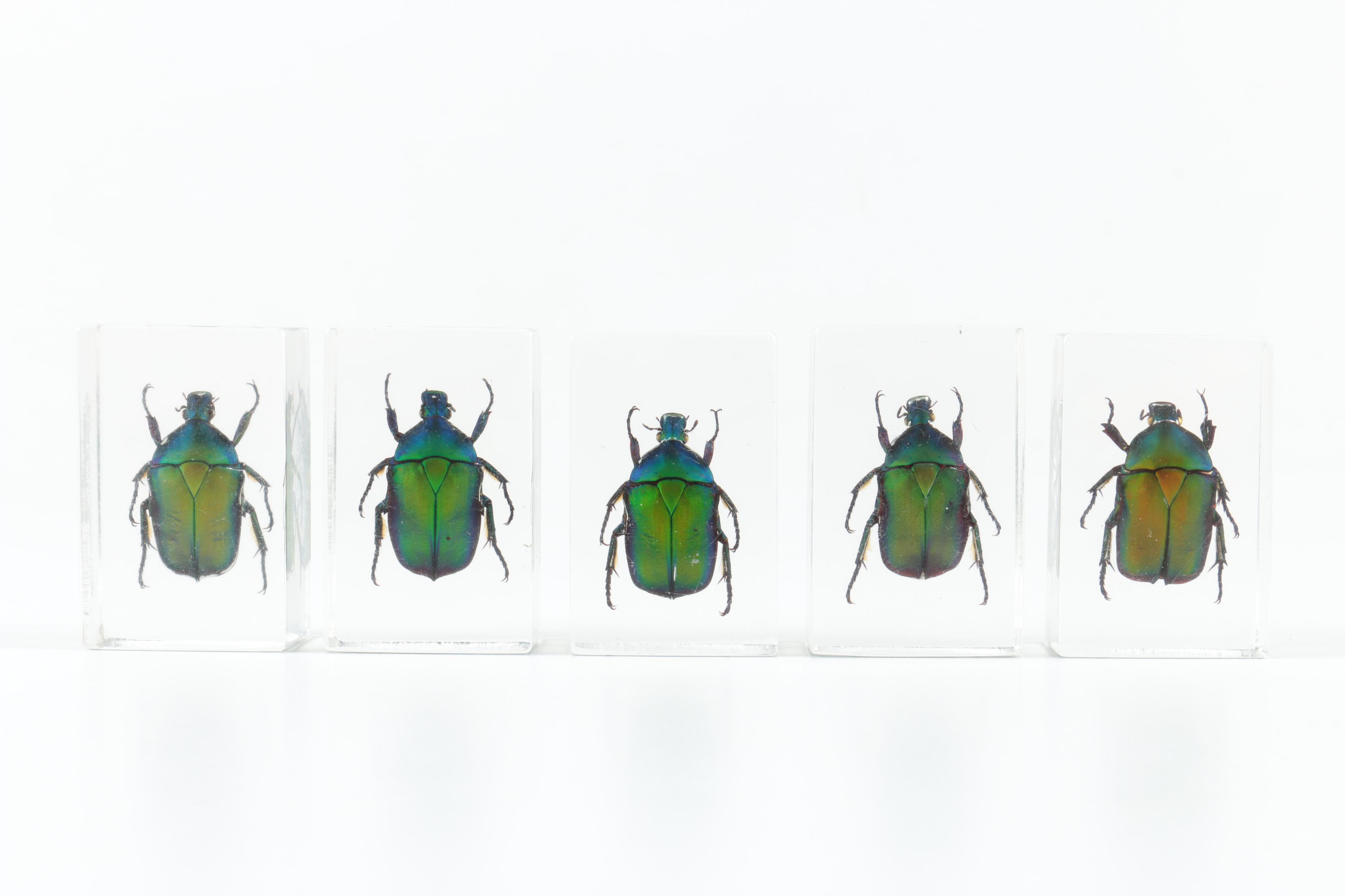 Instant Insect Collection in Resin