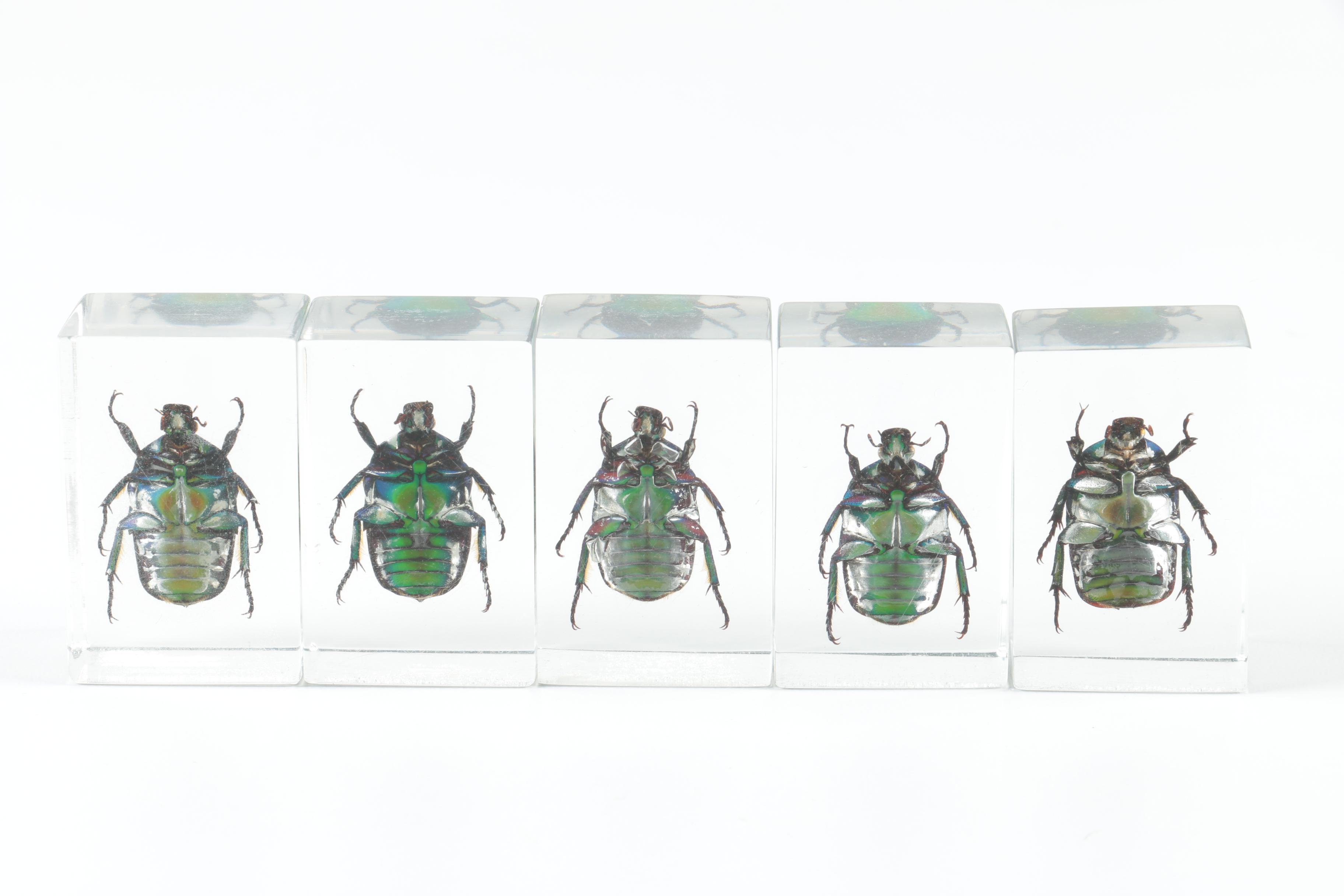 Instant Insect Collection in Resin