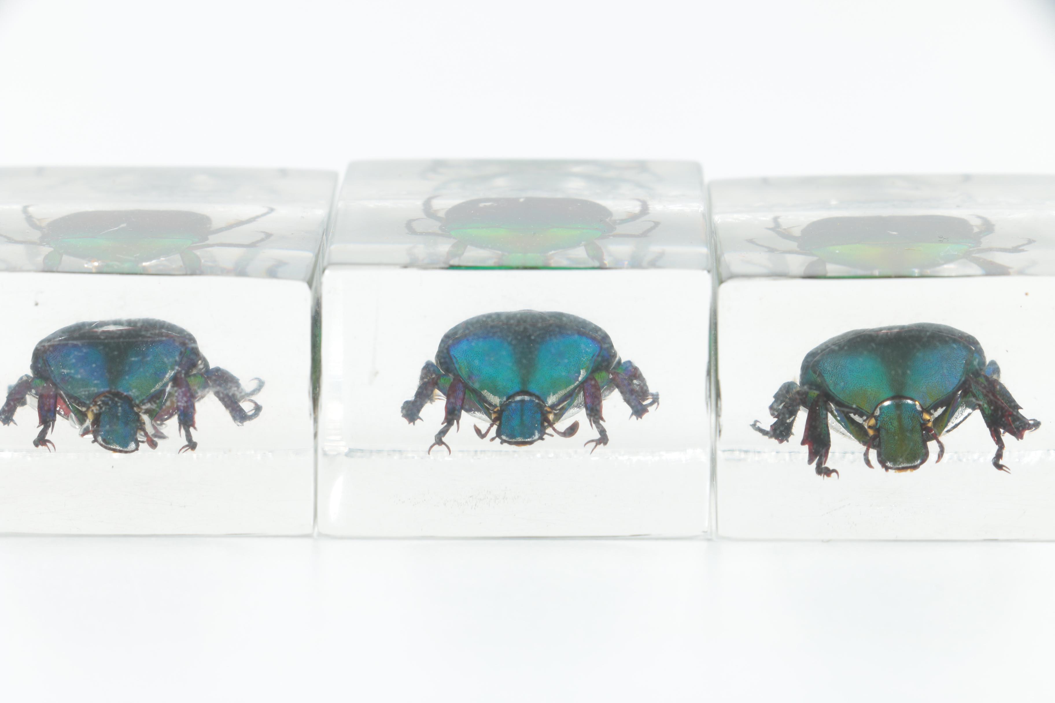 Instant Insect Collection in Resin