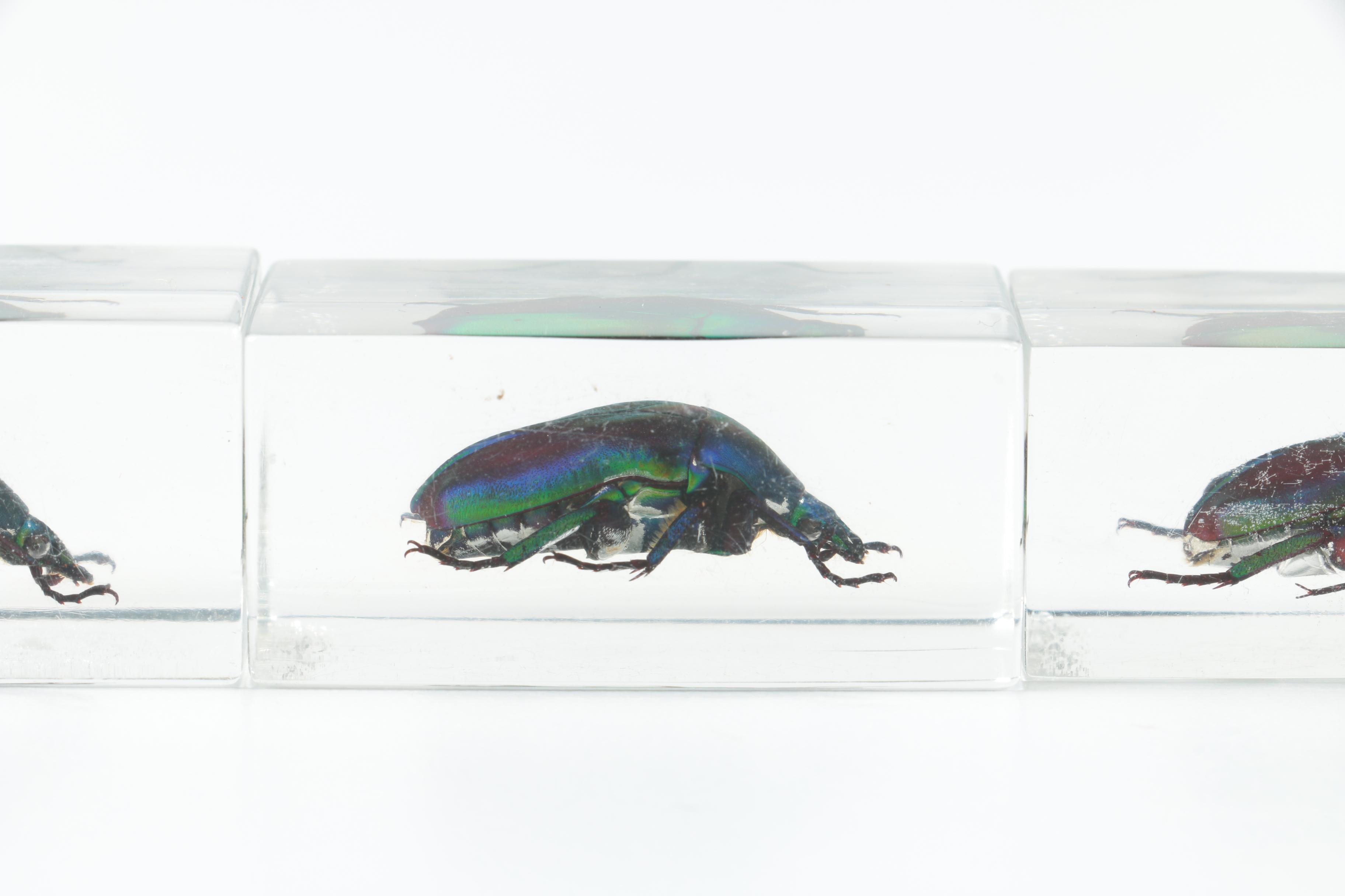 Instant Insect Collection in Resin