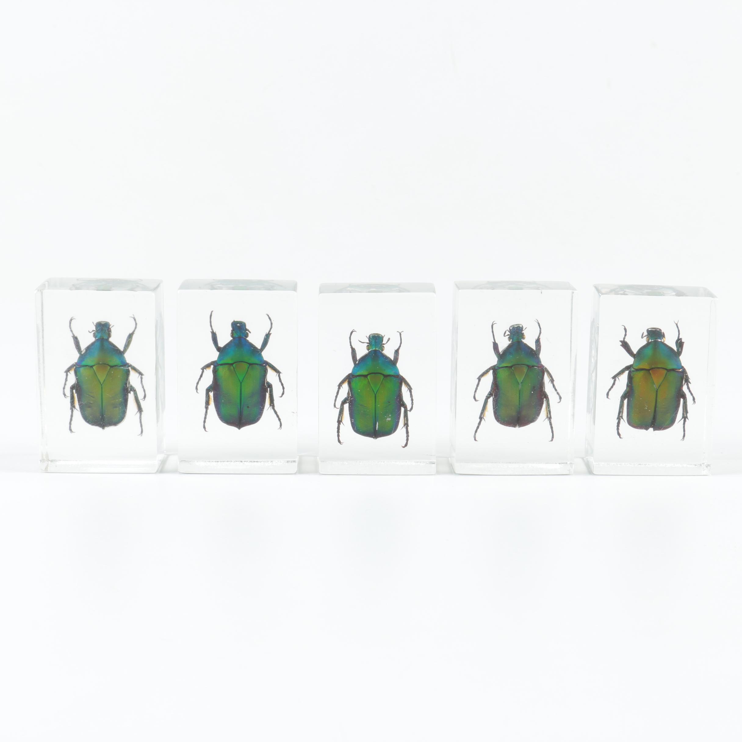 Instant Insect Collection in Resin