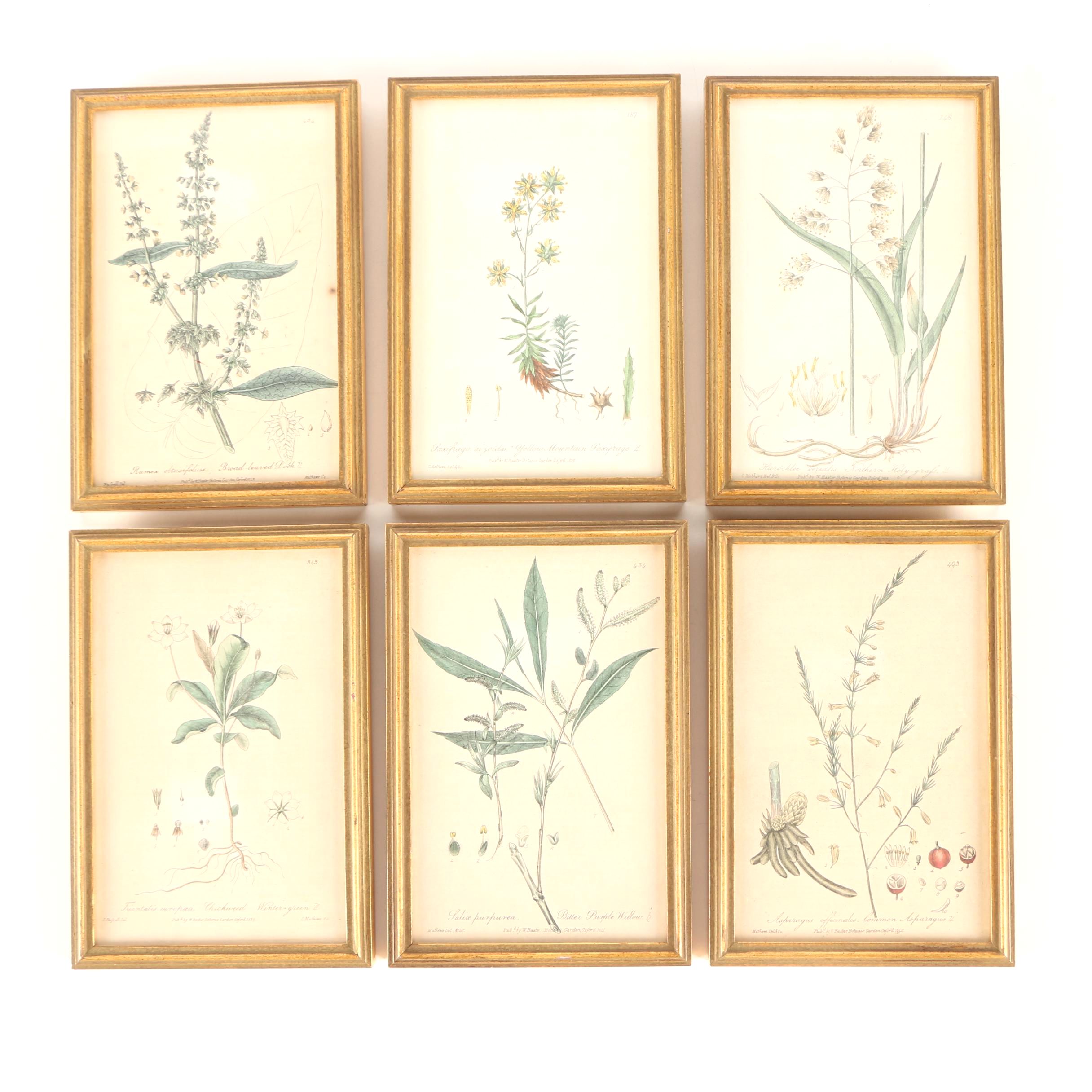 Six 19th Century W. Baxter Hand Colored Engravings of British Flowering Plants