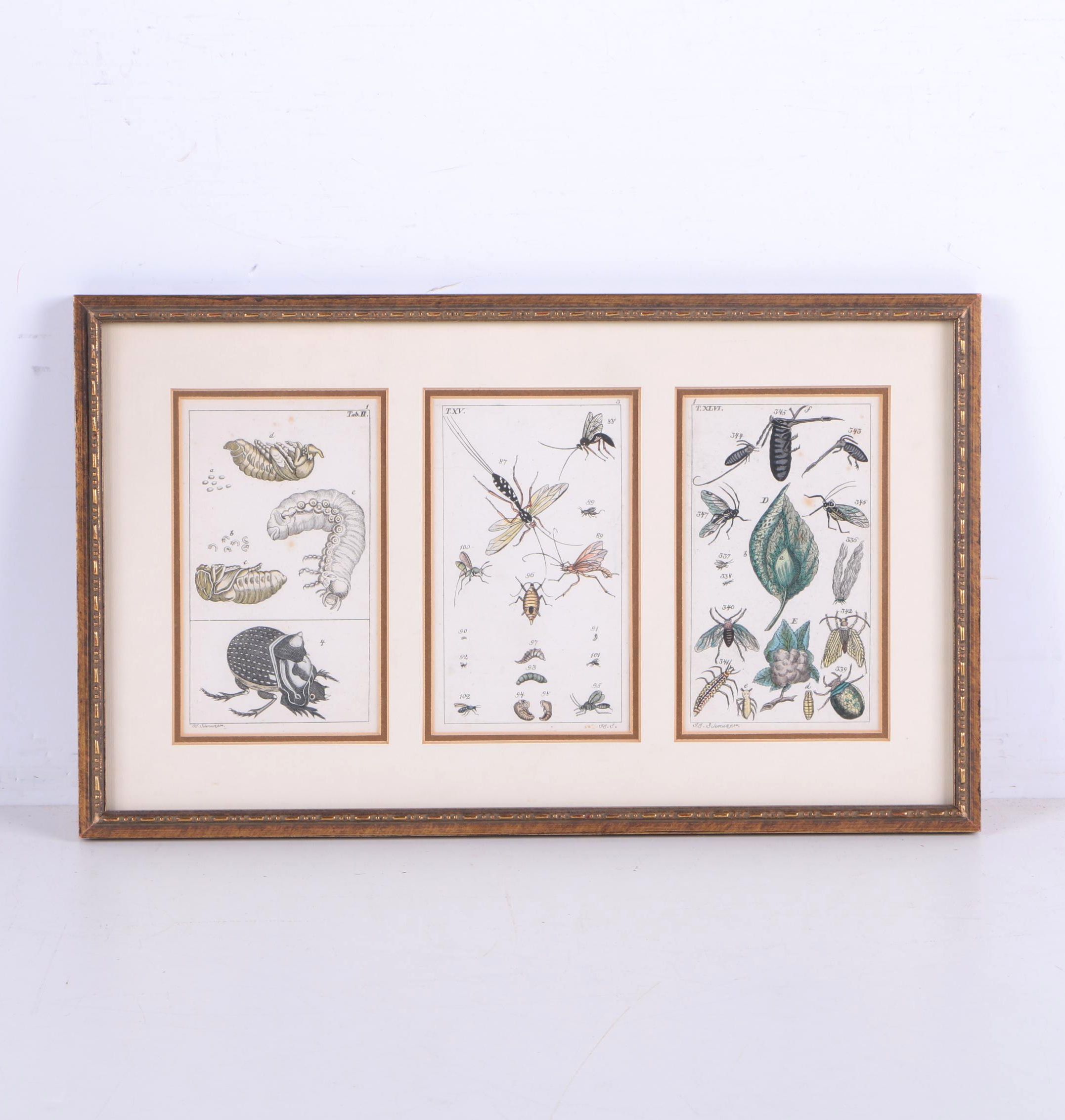 Hand Colored Engravings on Paper After J.J. Schmuzer of Insects