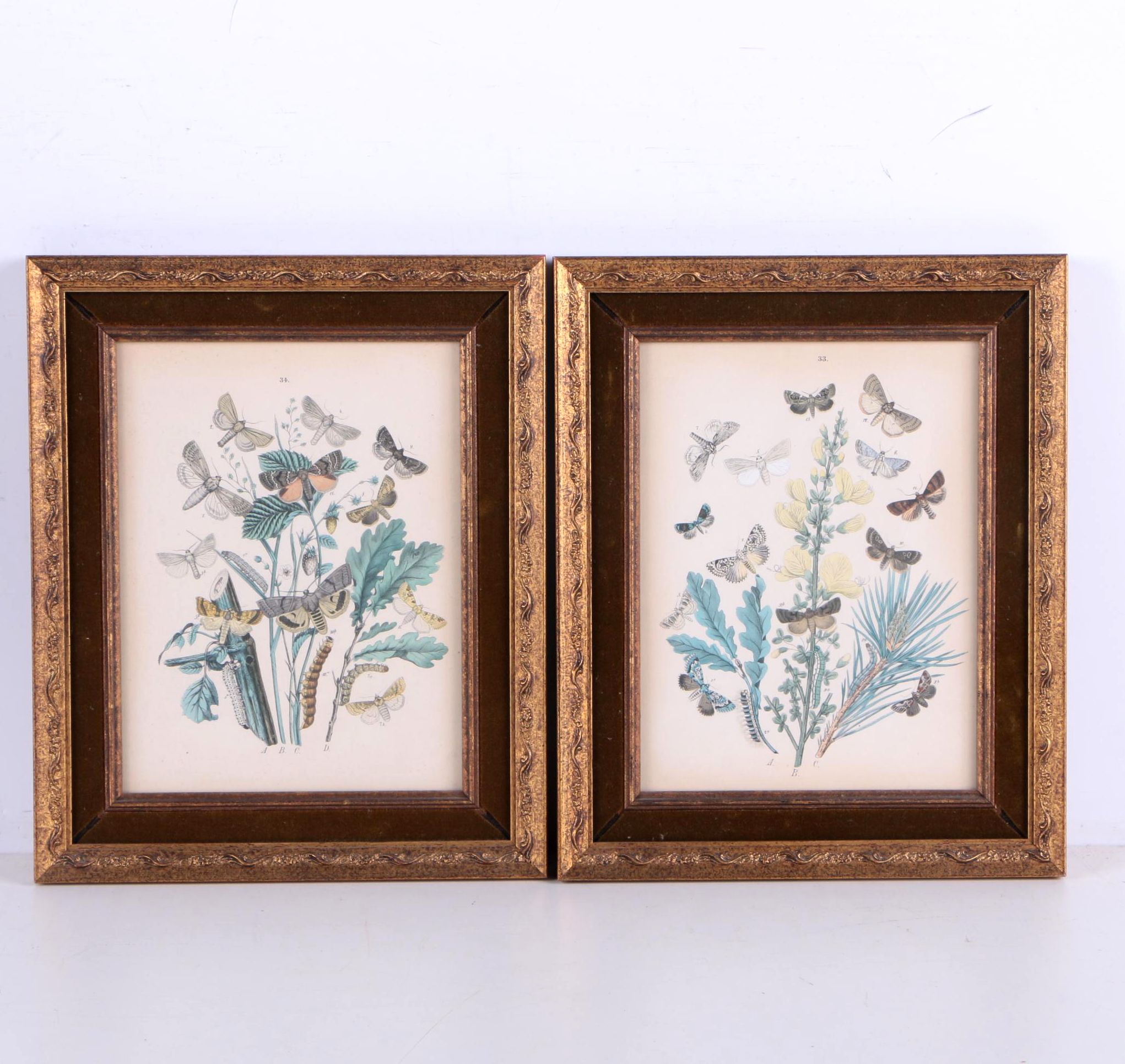 Hand Colored Lithographs of Botanical Studies and Butterflies