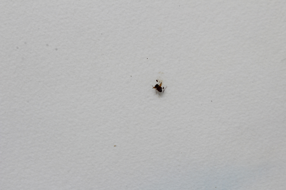 Toni Tully Watercolor Abstract