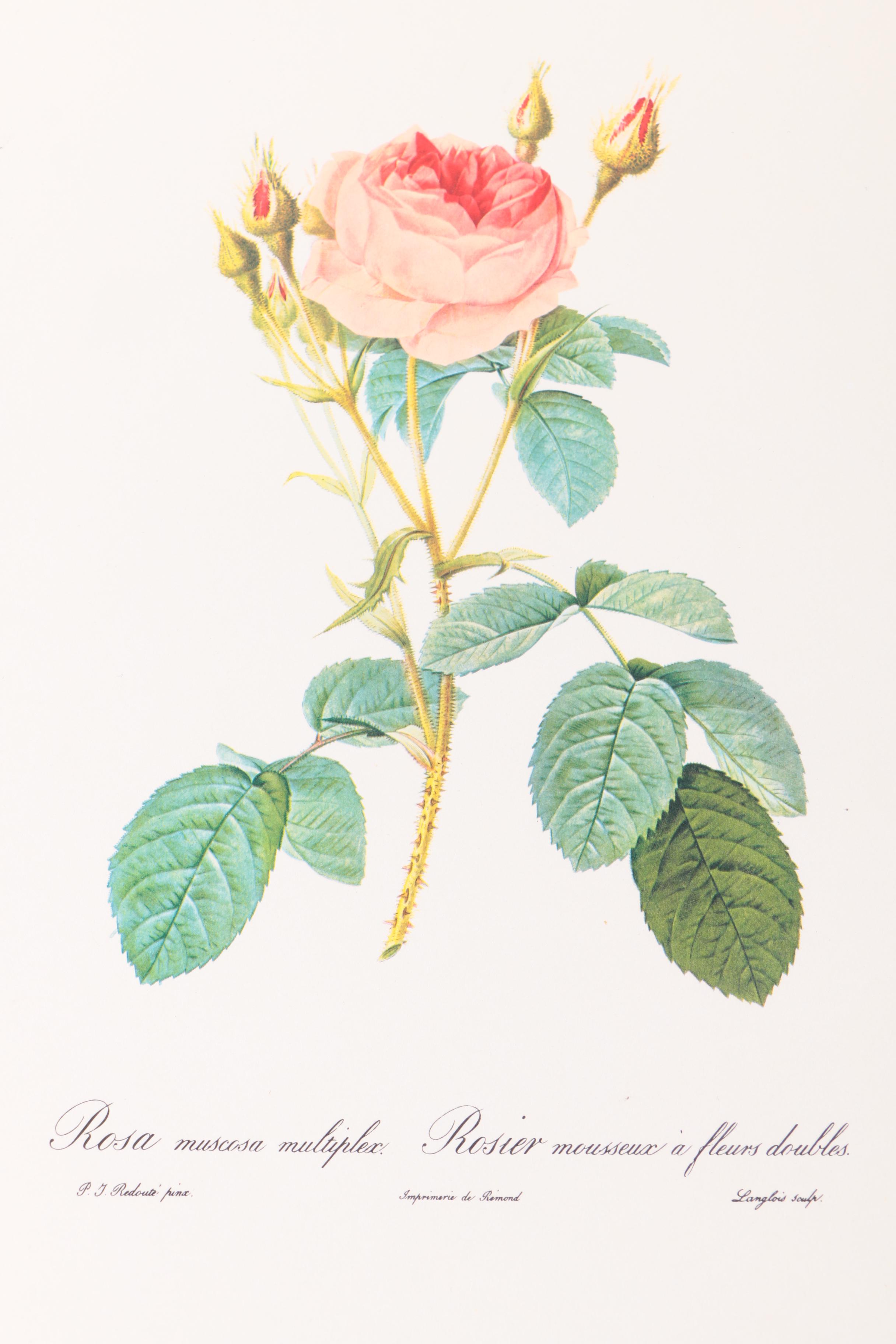 Offset Lithographs After Pierre-Joseph Redoute of Roses and Birds