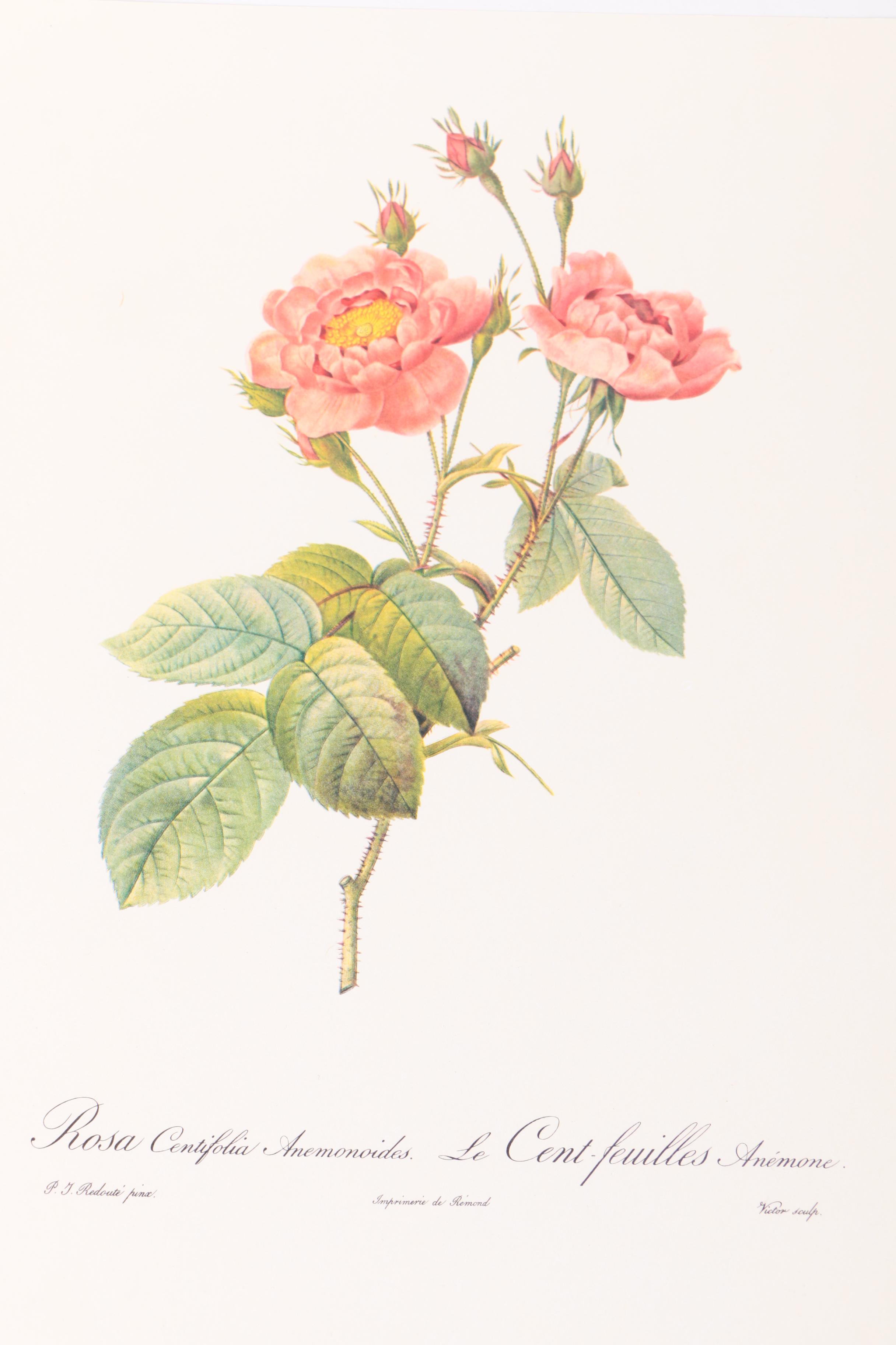 Offset Lithographs After Pierre-Joseph Redoute of Roses and Birds