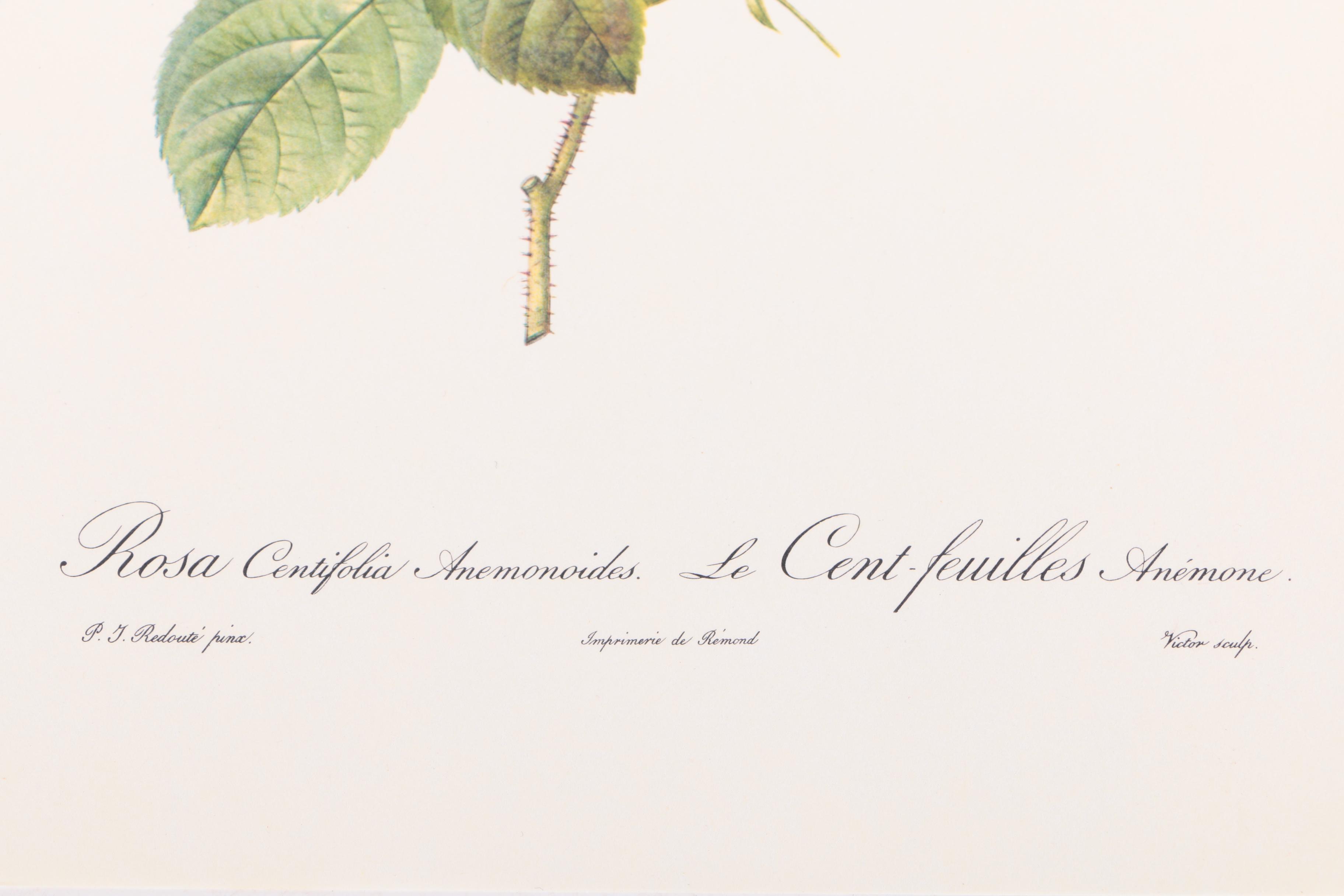 Offset Lithographs After Pierre-Joseph Redoute of Roses and Birds