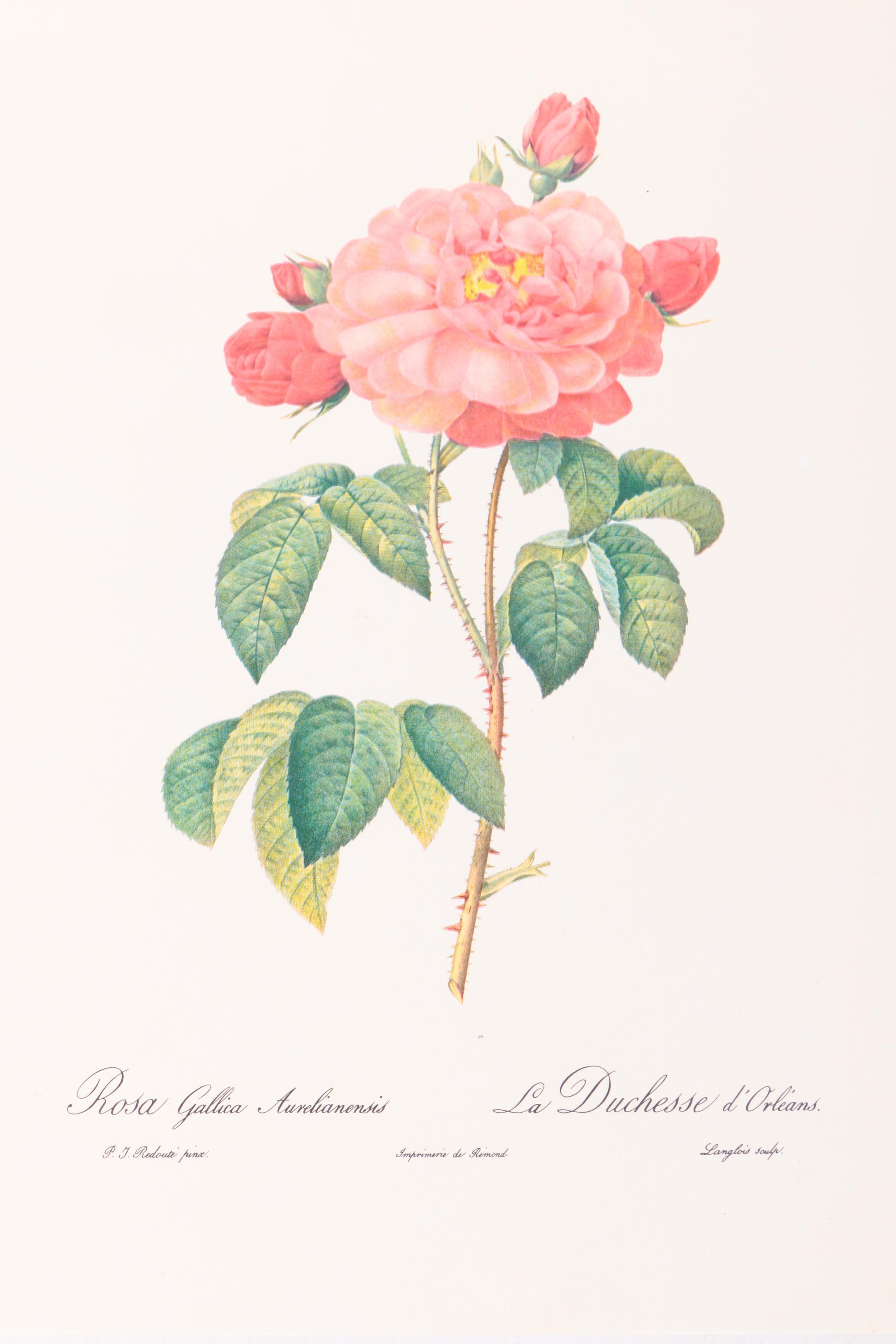 Offset Lithographs After Pierre-Joseph Redoute of Roses and Birds