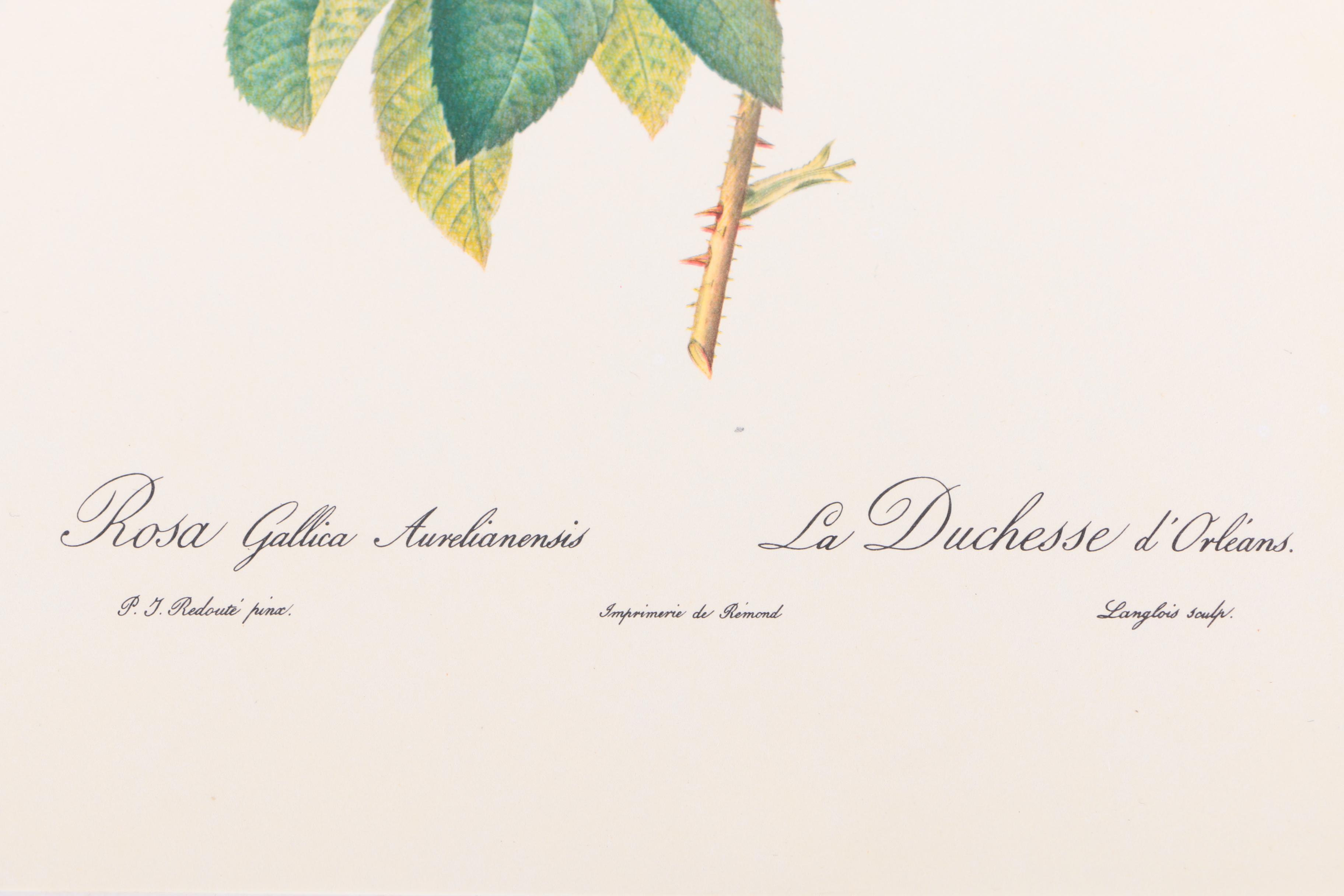 Offset Lithographs After Pierre-Joseph Redoute of Roses and Birds