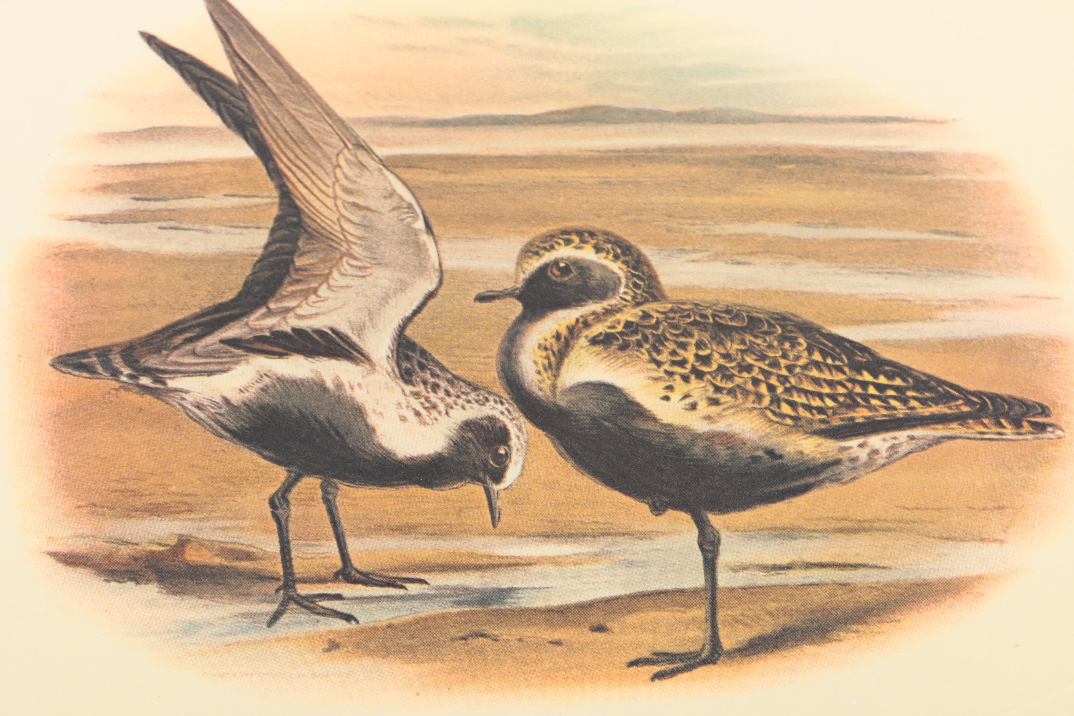 Offset Lithographs After Pierre-Joseph Redoute of Roses and Birds