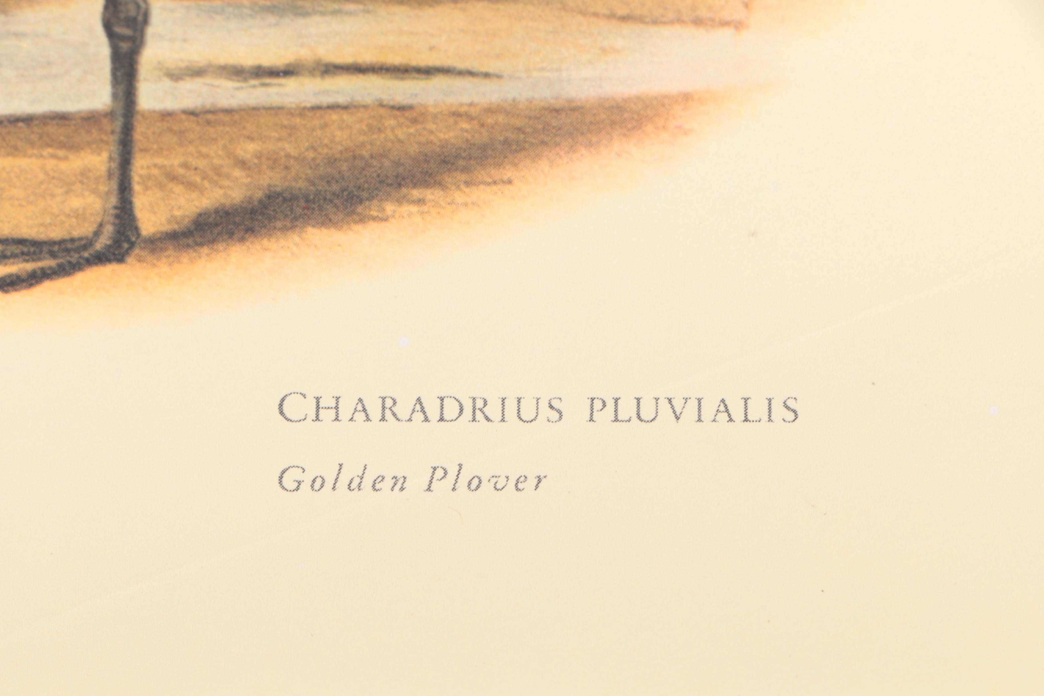 Offset Lithographs After Pierre-Joseph Redoute of Roses and Birds