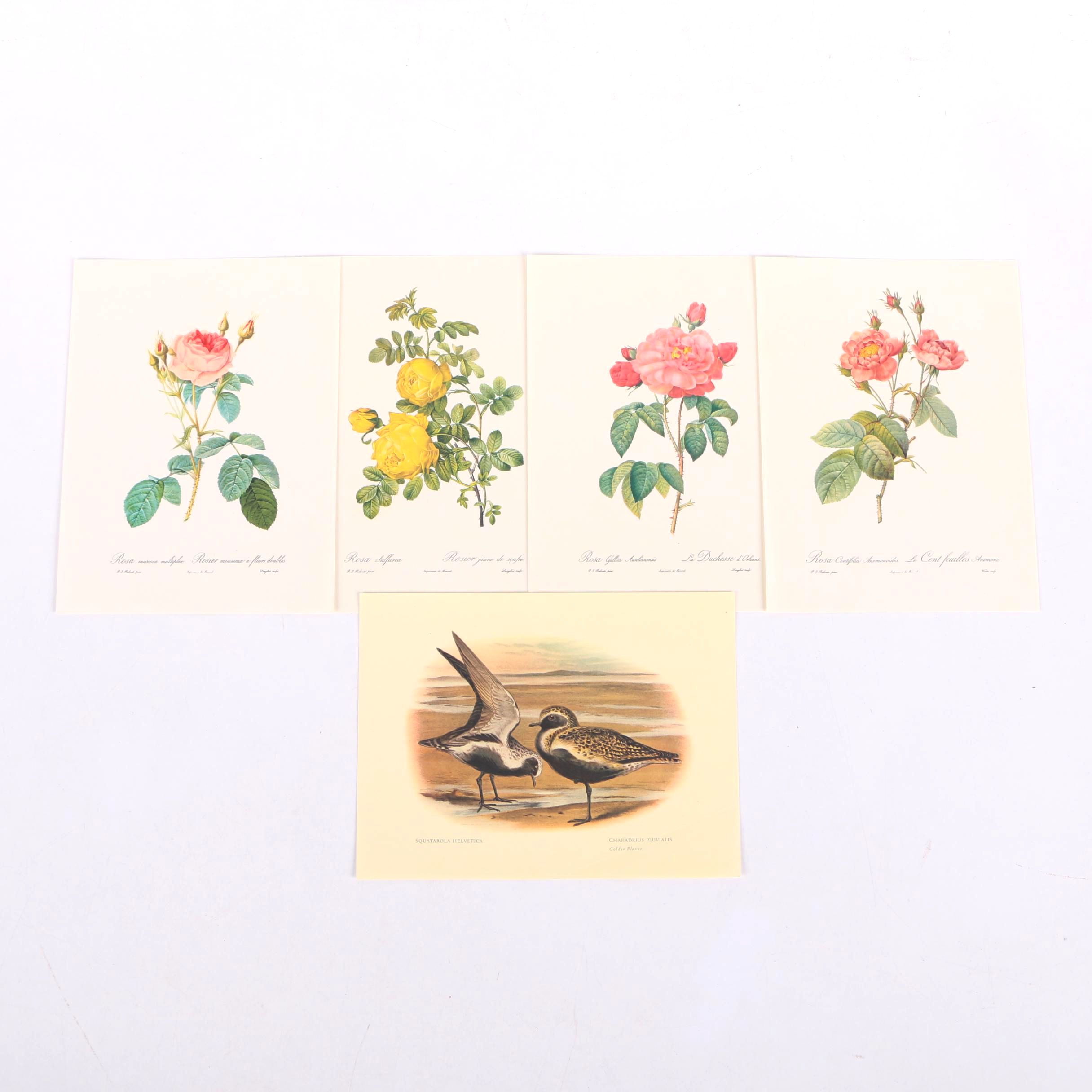 Offset Lithographs After Pierre-Joseph Redoute of Roses and Birds