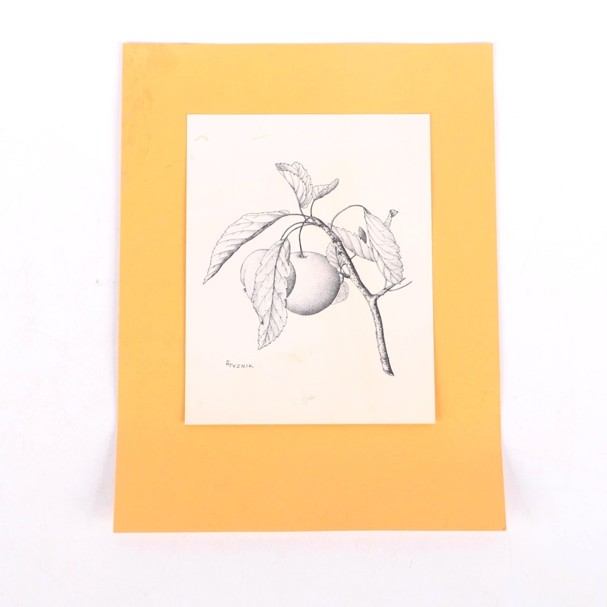 Anthony Tyznik Botanical Ink Illustration on Paper of Fruit-Bearing Branch